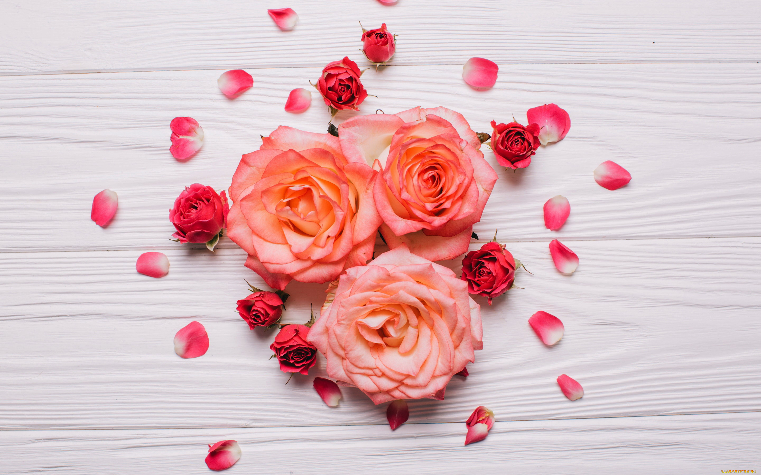 цветы, розы, лепестки, бутоны