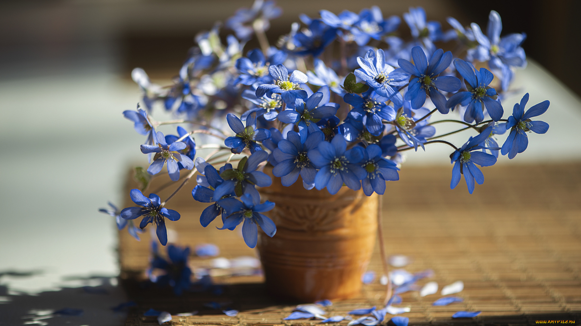 цветы, анемоны, , сон-трава, букет, ваза, синие, анемонов