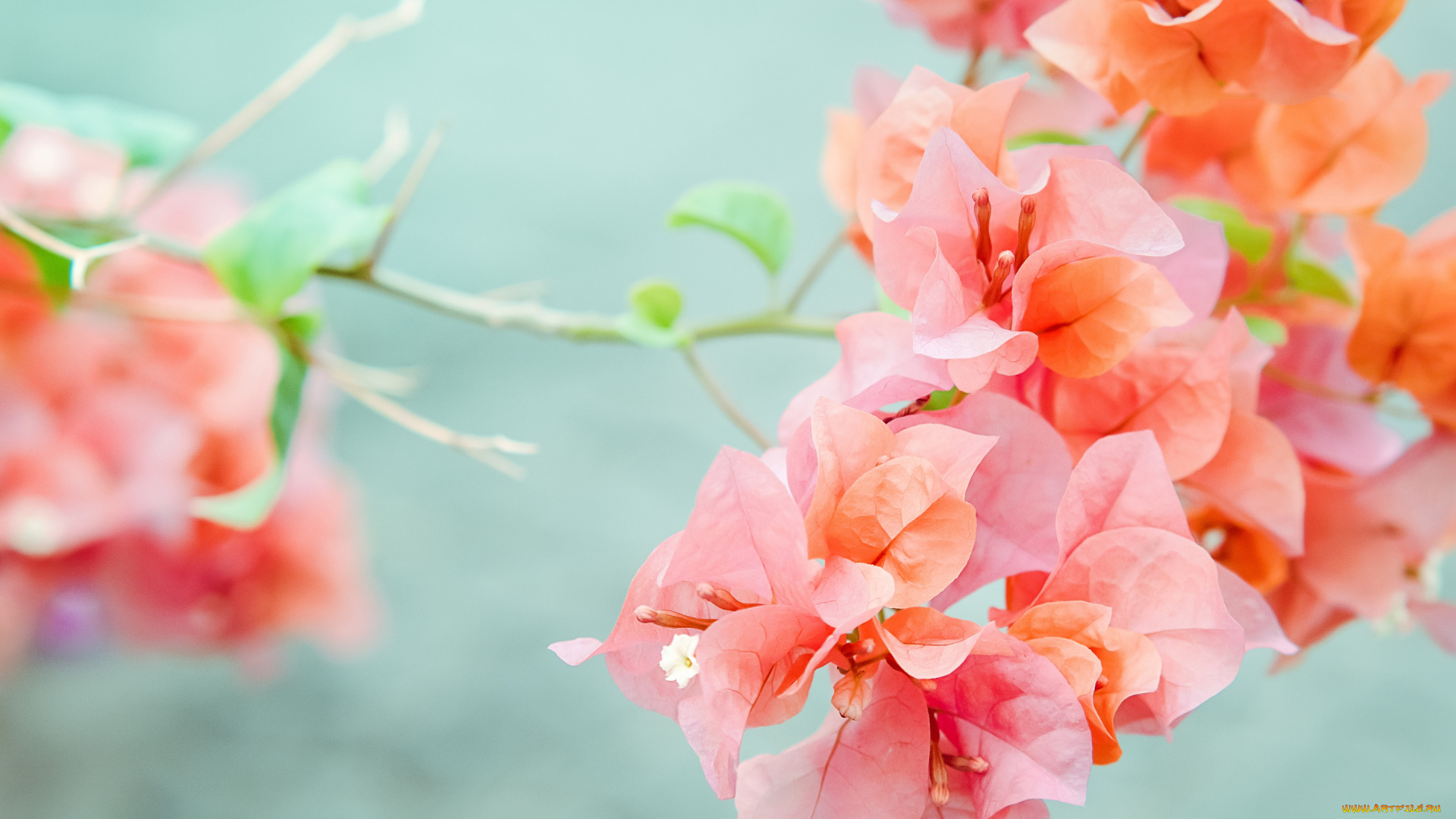цветы, бугенвиллея, природа, ветка, бугинвилия, розовая, -оранжевая