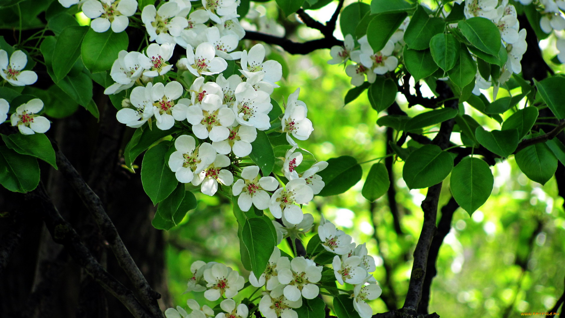 цветы, цветущие, деревья, , , кустарники, груша