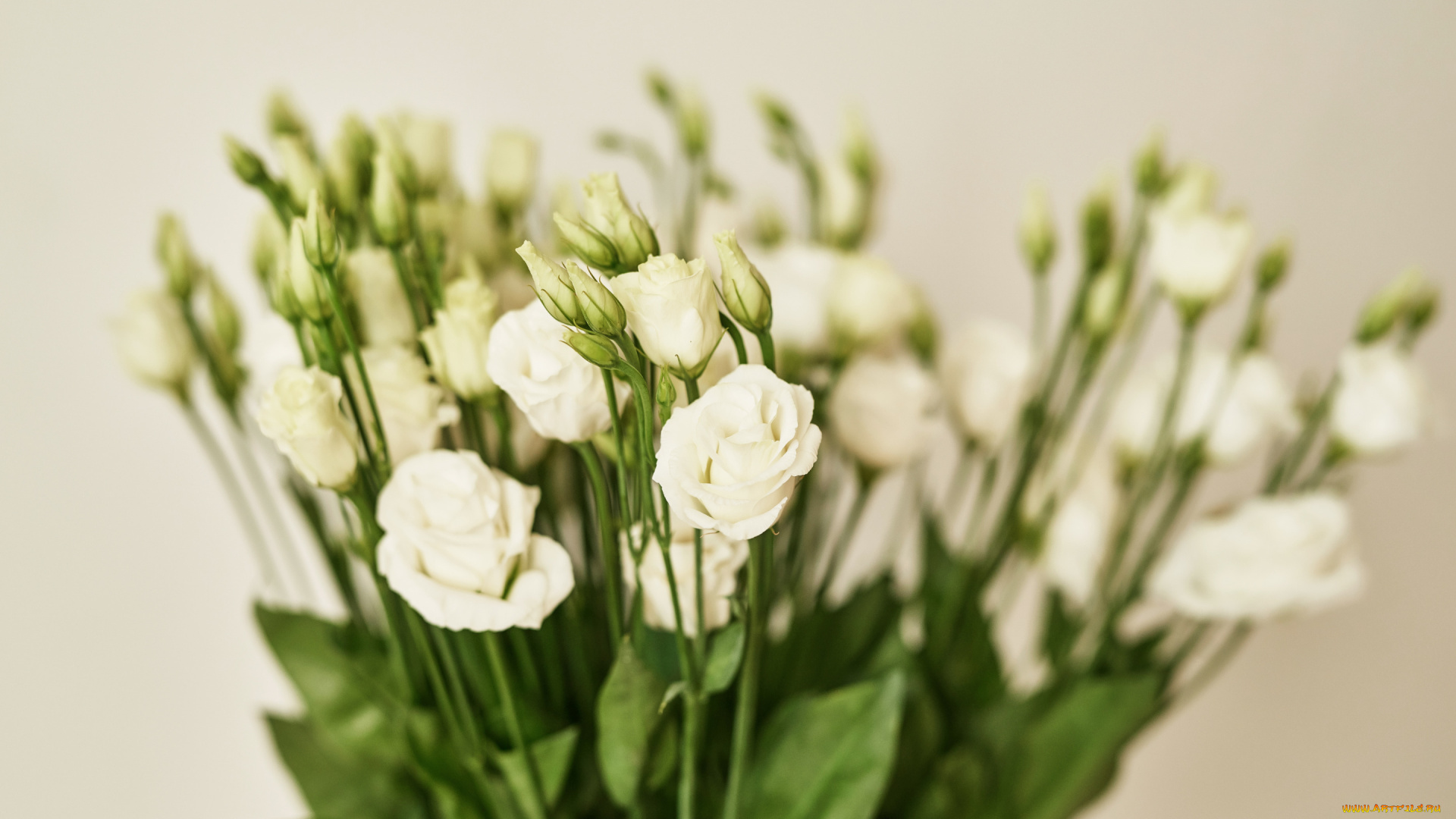 цветы, эустома, фон, белая, белые, красивые