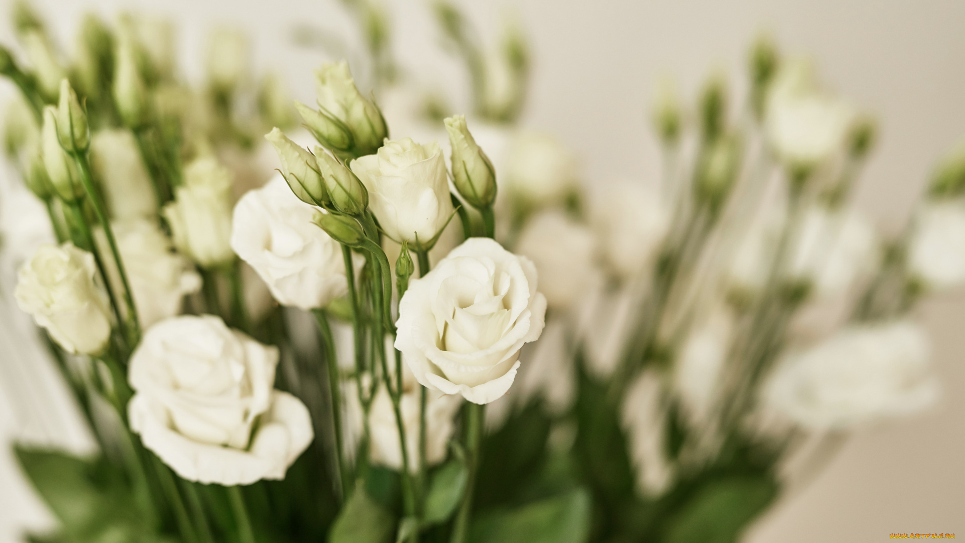 цветы, эустома, фон, белая, белые, красивые