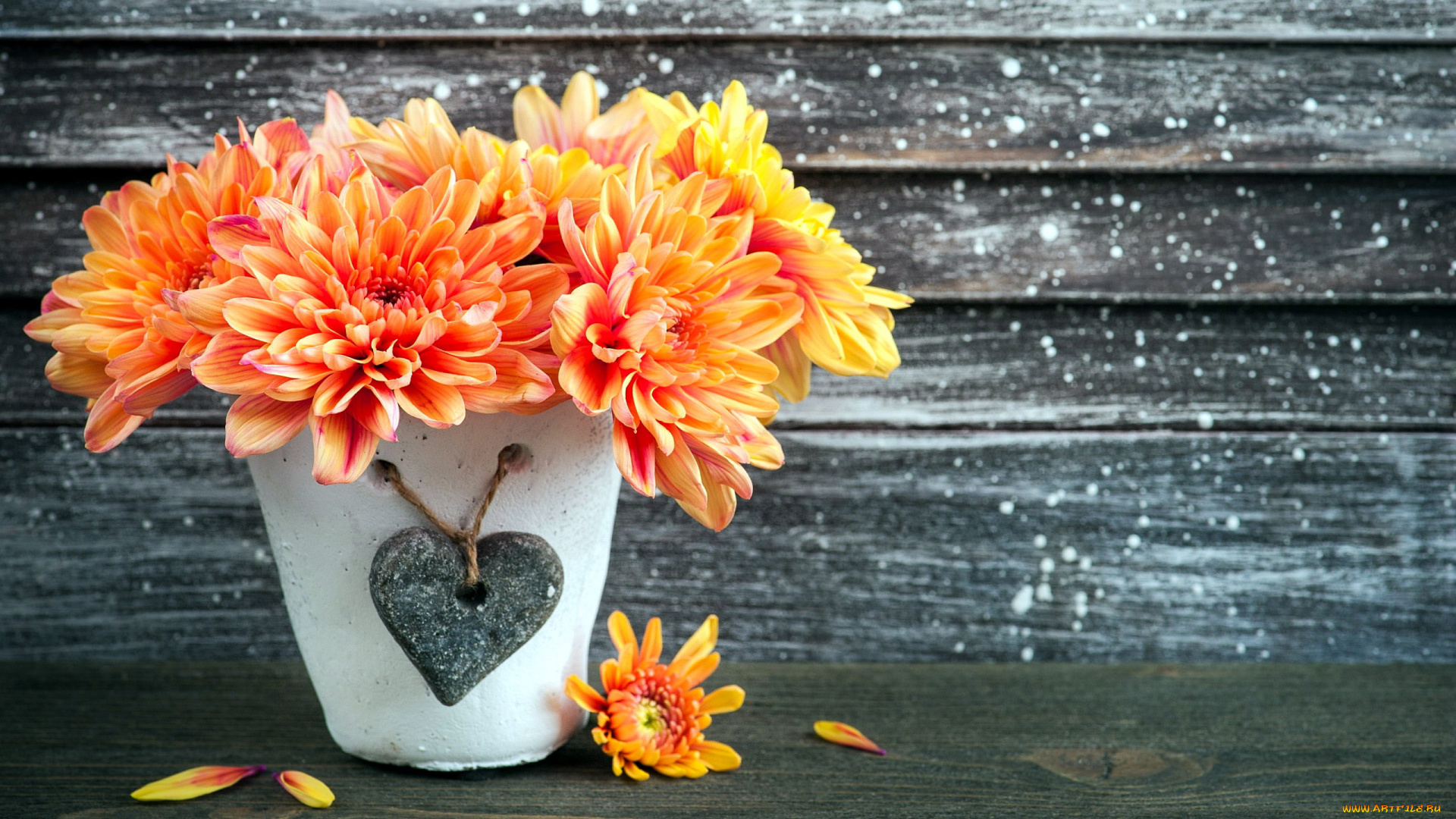 цветы, георгины, оранжевый