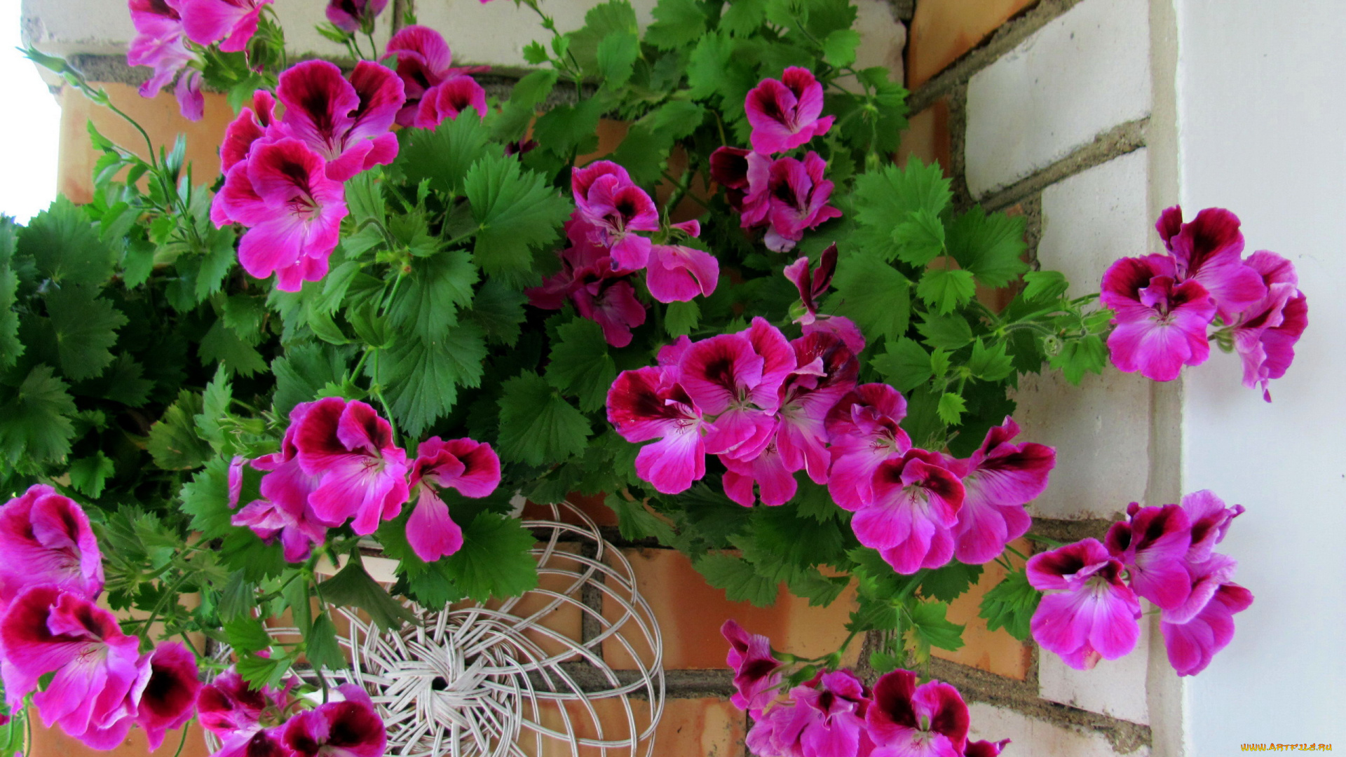 цветы, герань, розовый