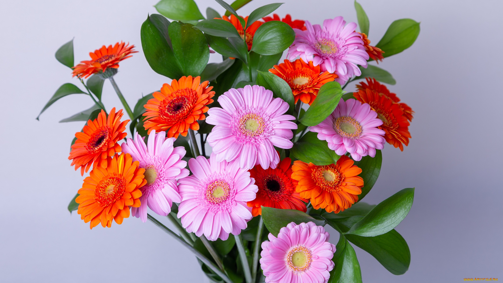 цветы, герберы, букет