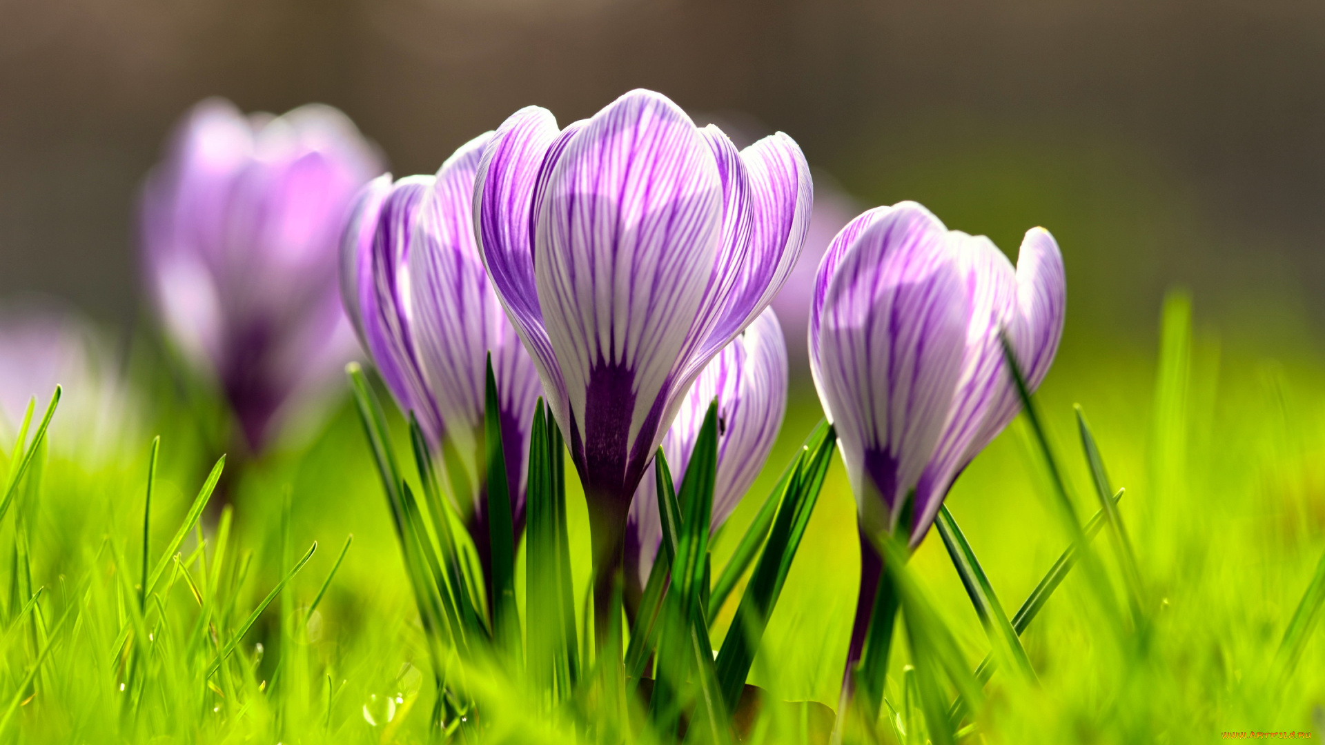 цветы, крокусы, первоцветы