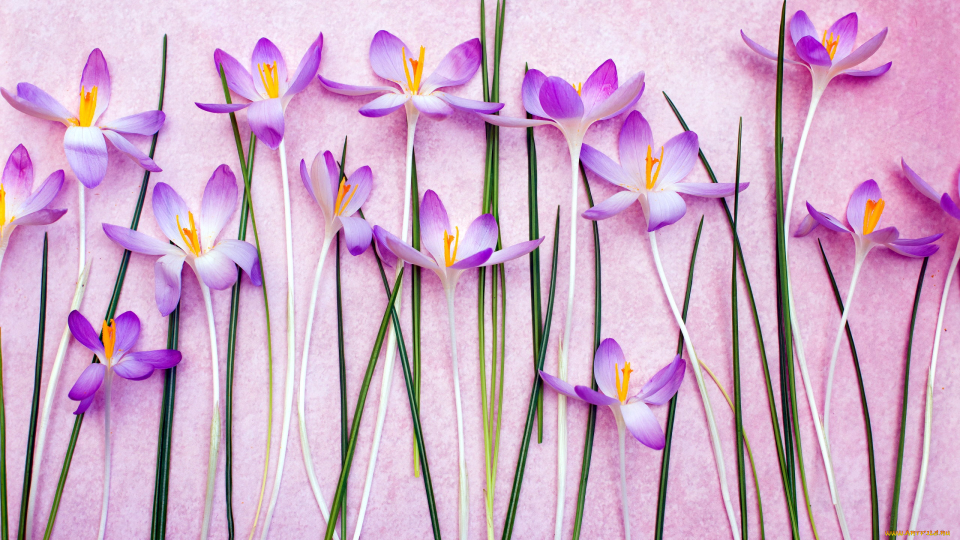 цветы, крокусы, первоцветы