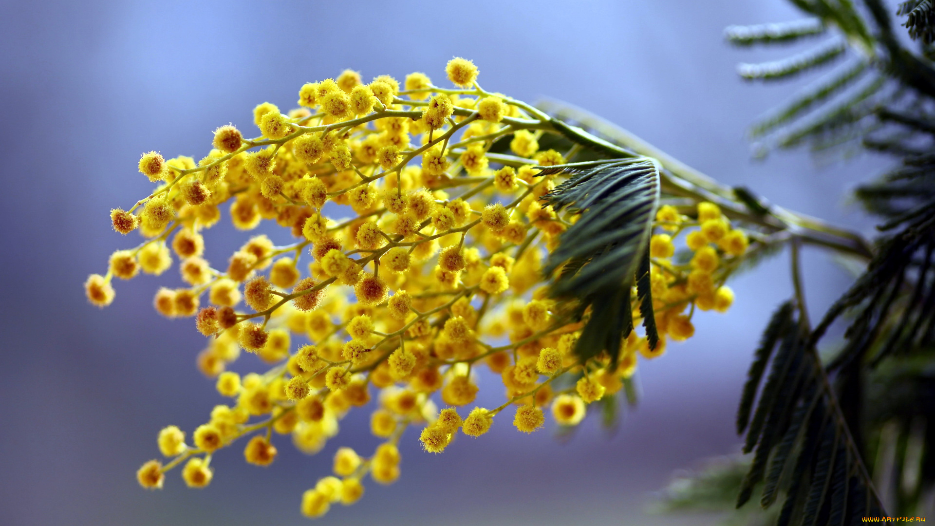 цветы, мимоза, первоцветы