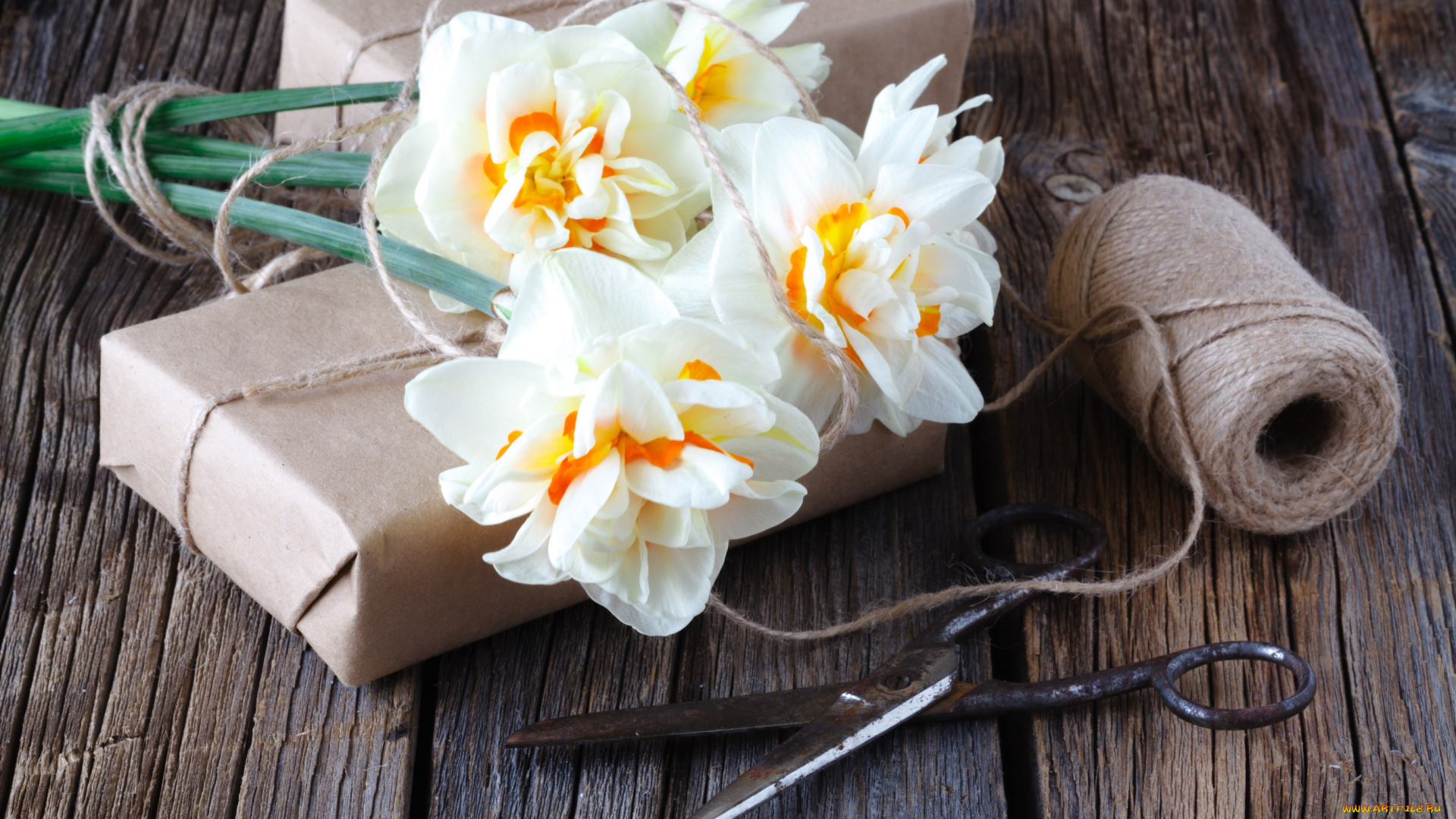 цветы, нарциссы