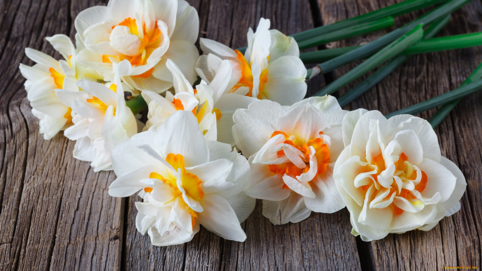 цветы, нарциссы, букет, весна