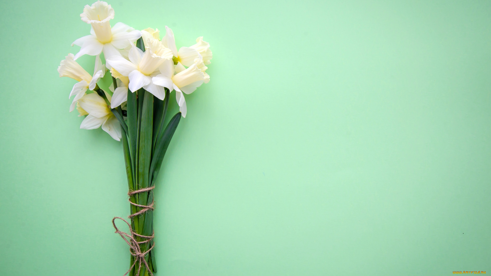 цветы, нарциссы, фон, букет