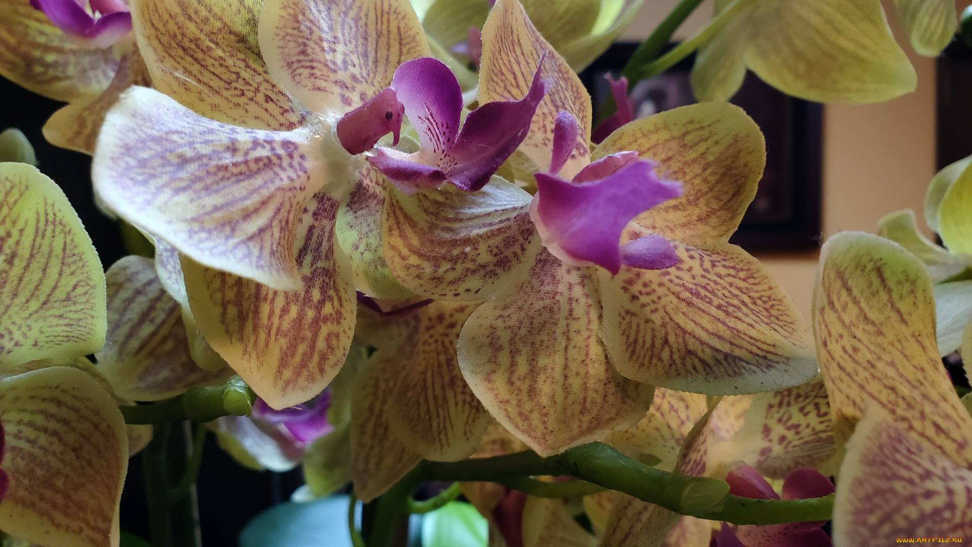 цветы, орхидеи, пестрый