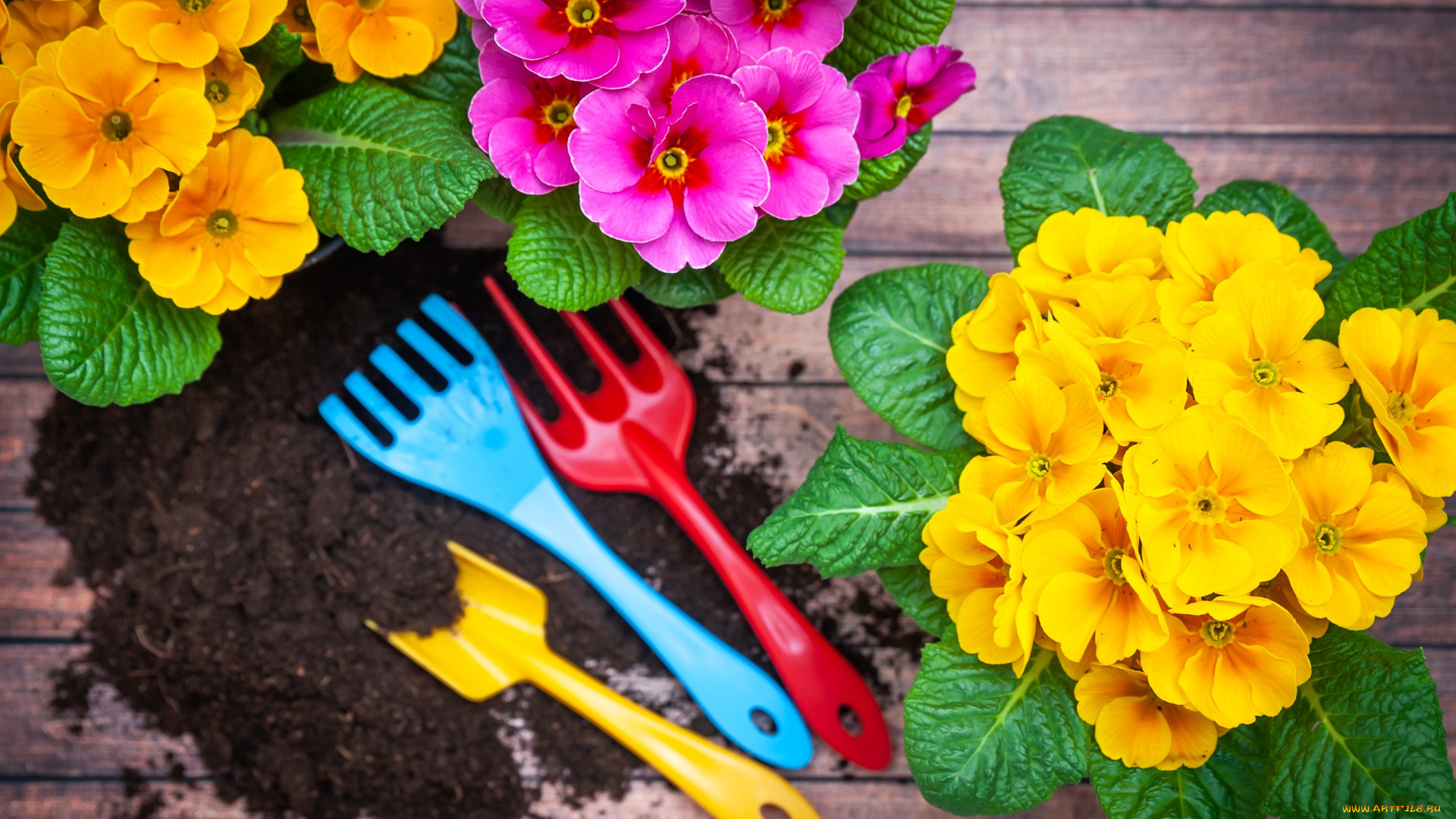 цветы, примулы, плюмерия, весна, земля