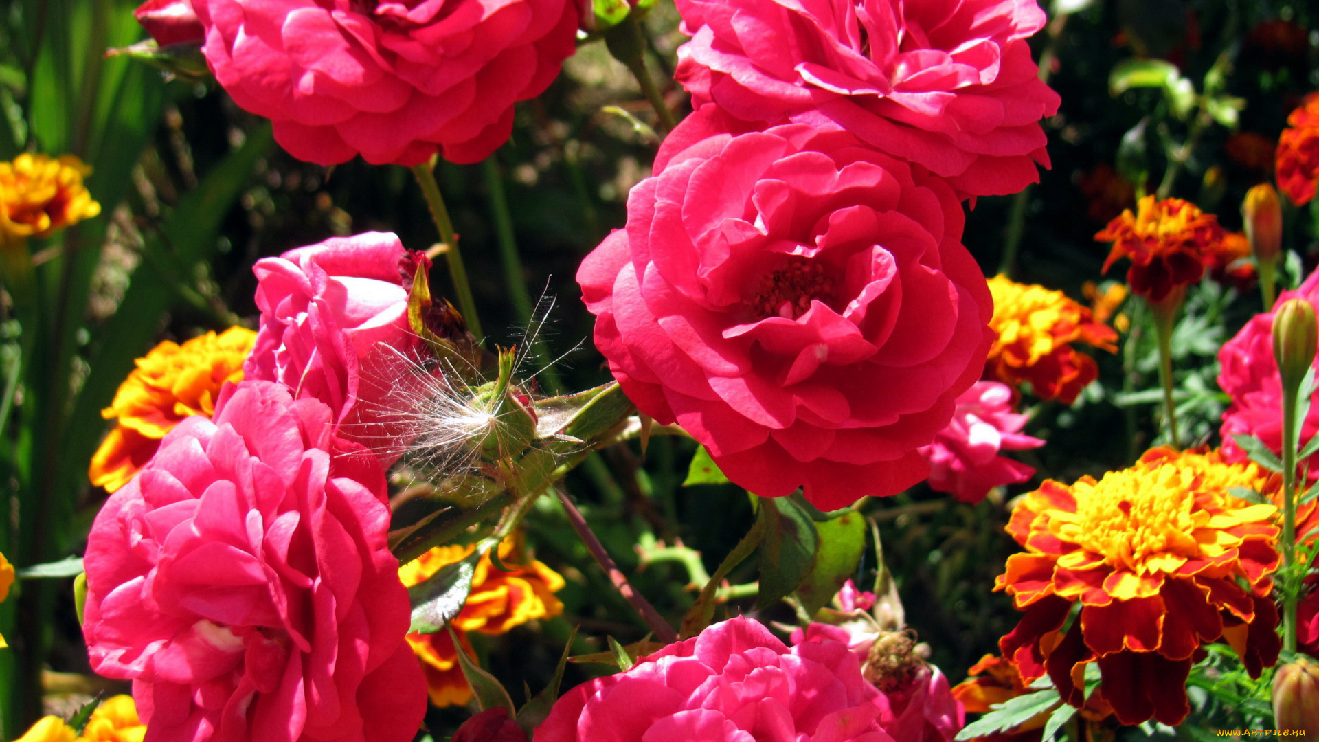 цветы, разные, вместе, розы, бархатцы