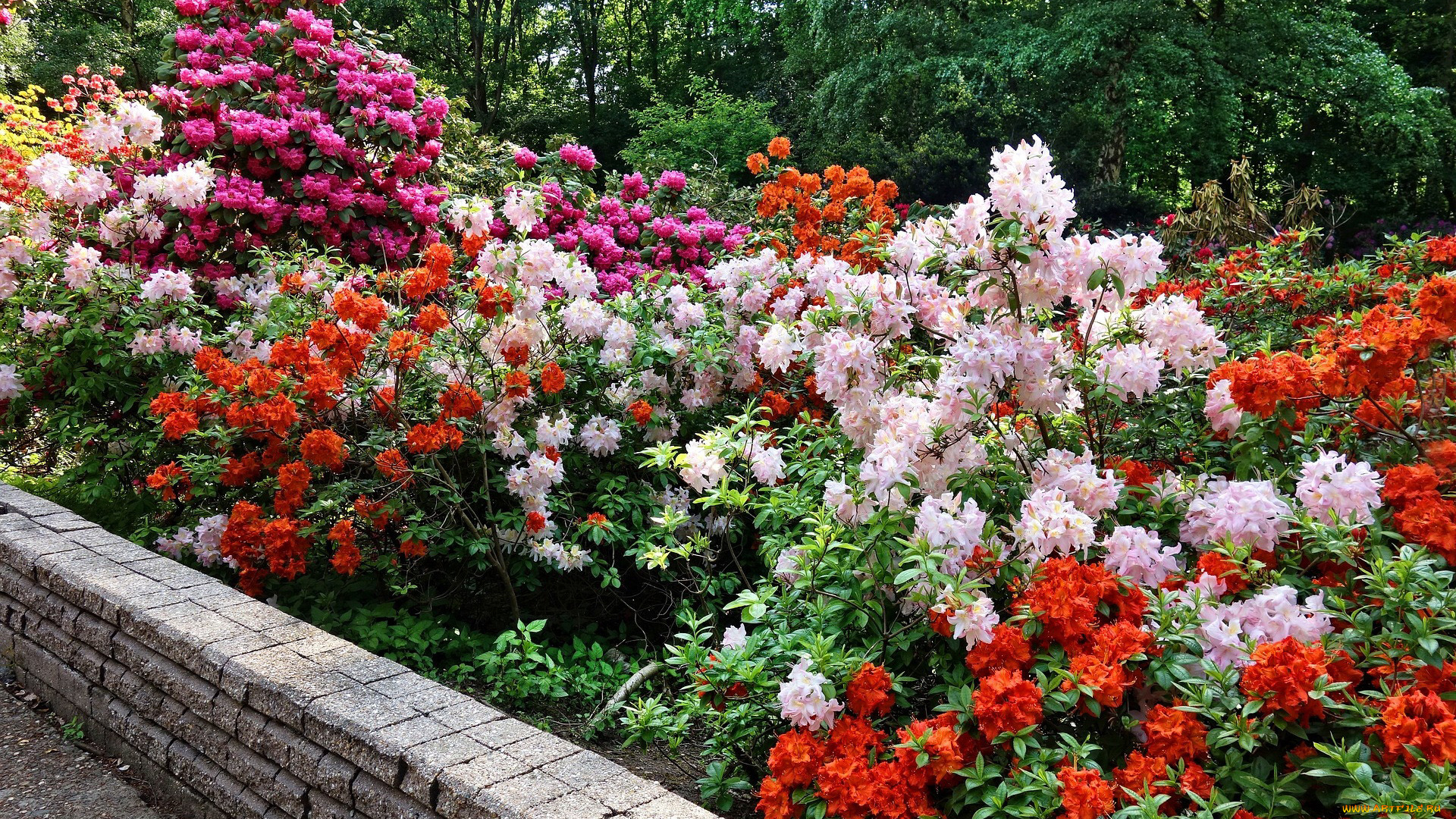цветы, рододендроны, , азалии, клумба
