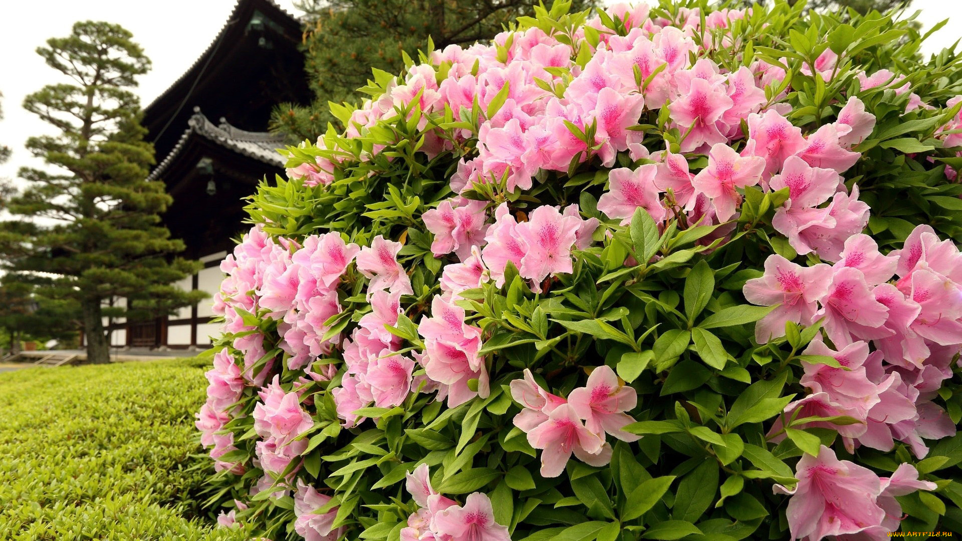 цветы, рододендроны, , азалии, куст