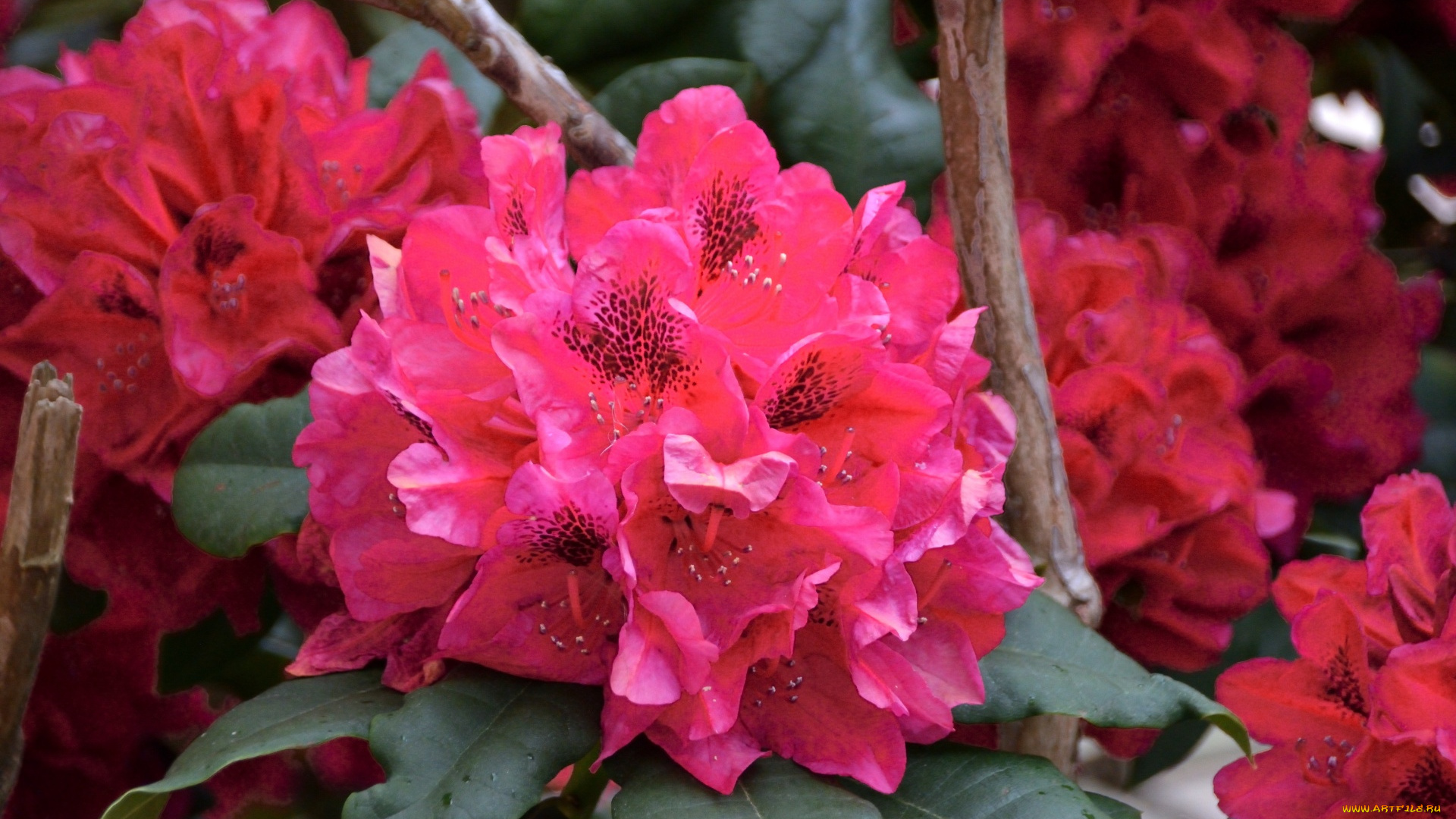 цветы, рододендроны, , азалии, соцветие