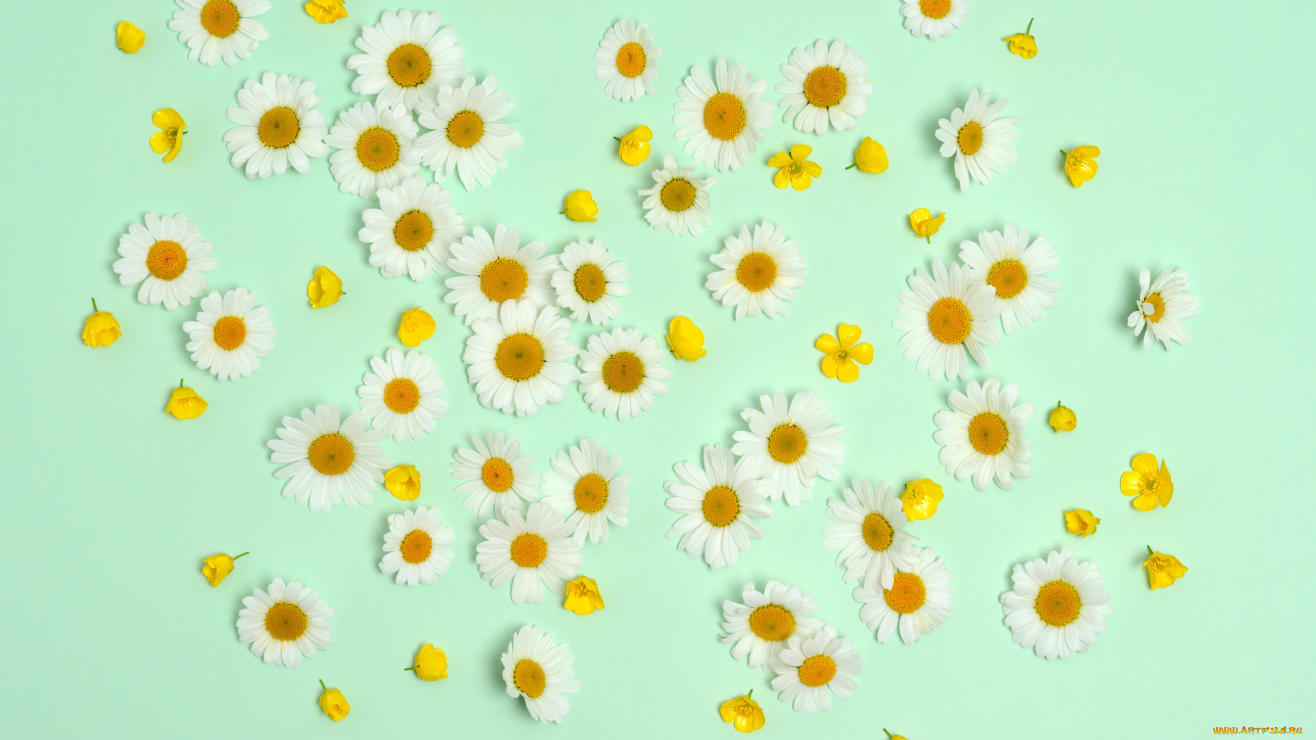 цветы, ромашки, фон, лютики