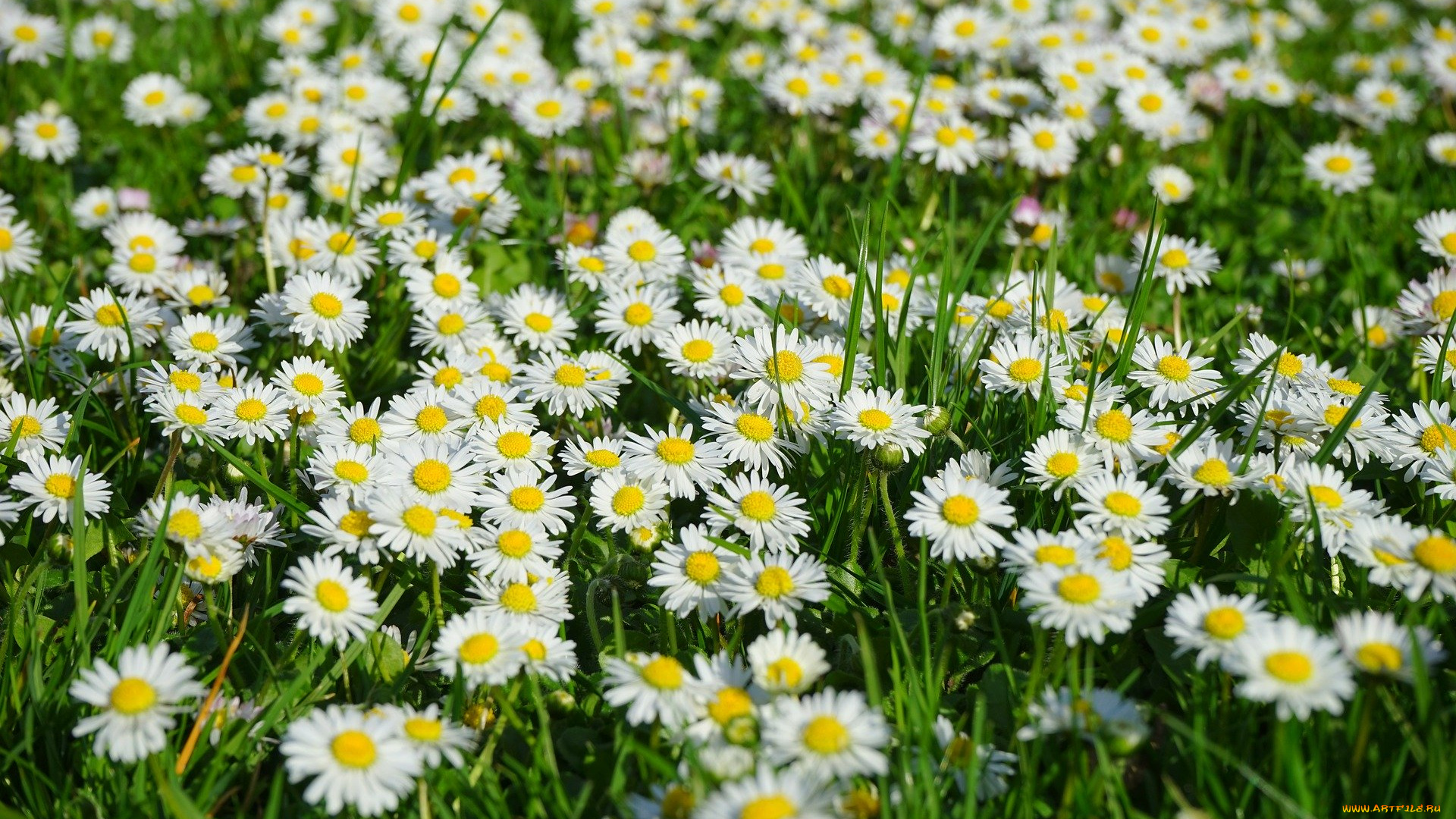 цветы, ромашки, луг