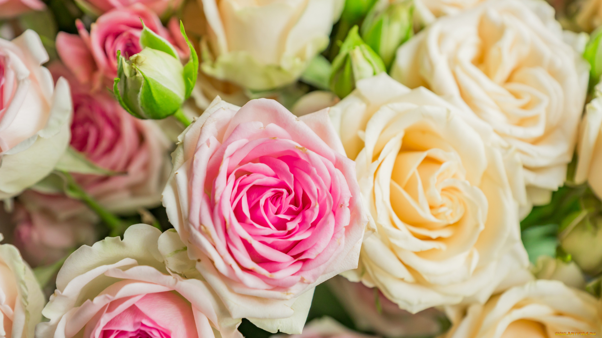 цветы, розы, букет, розовые, бежевые