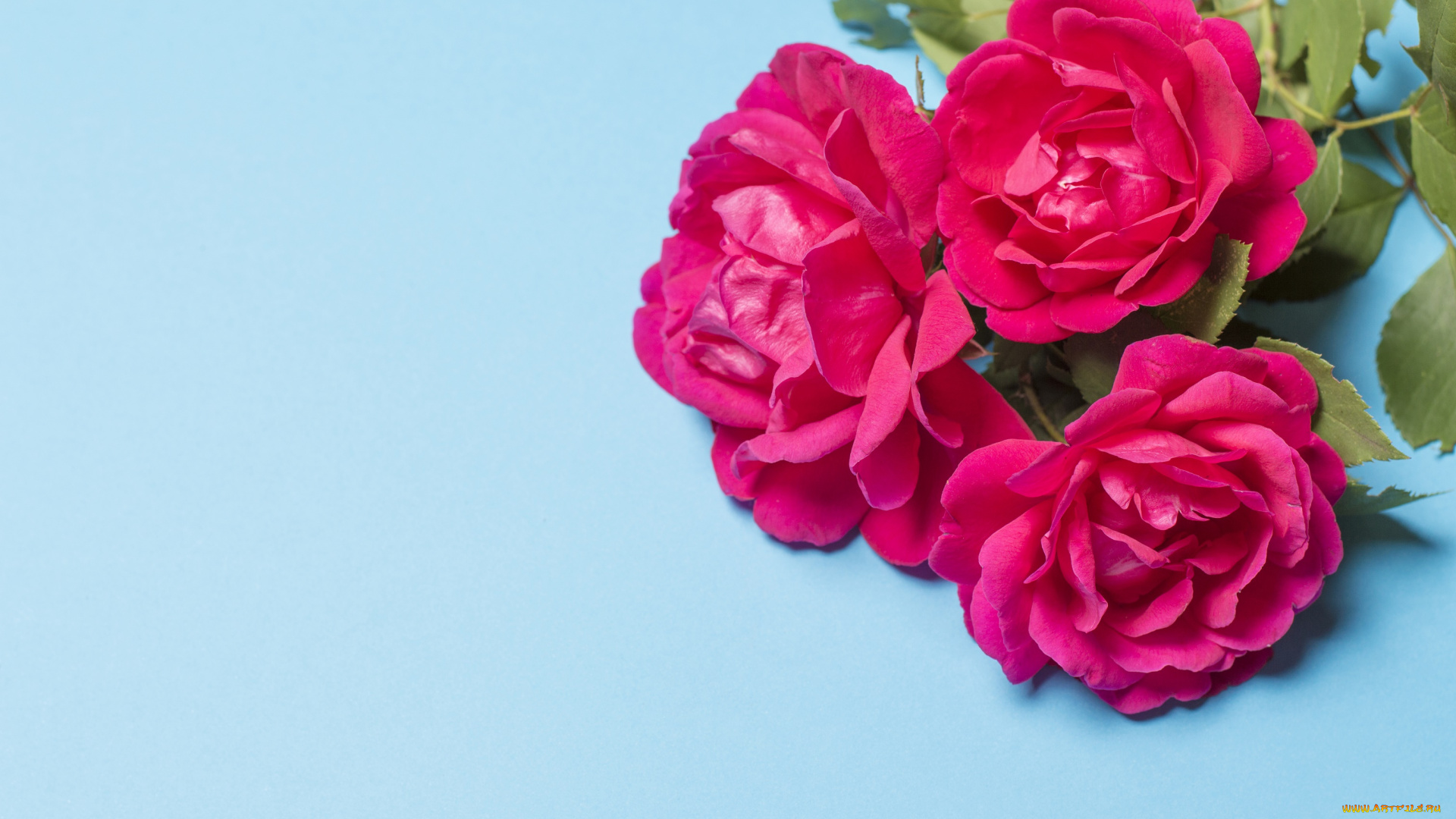 цветы, розы, фон, букет