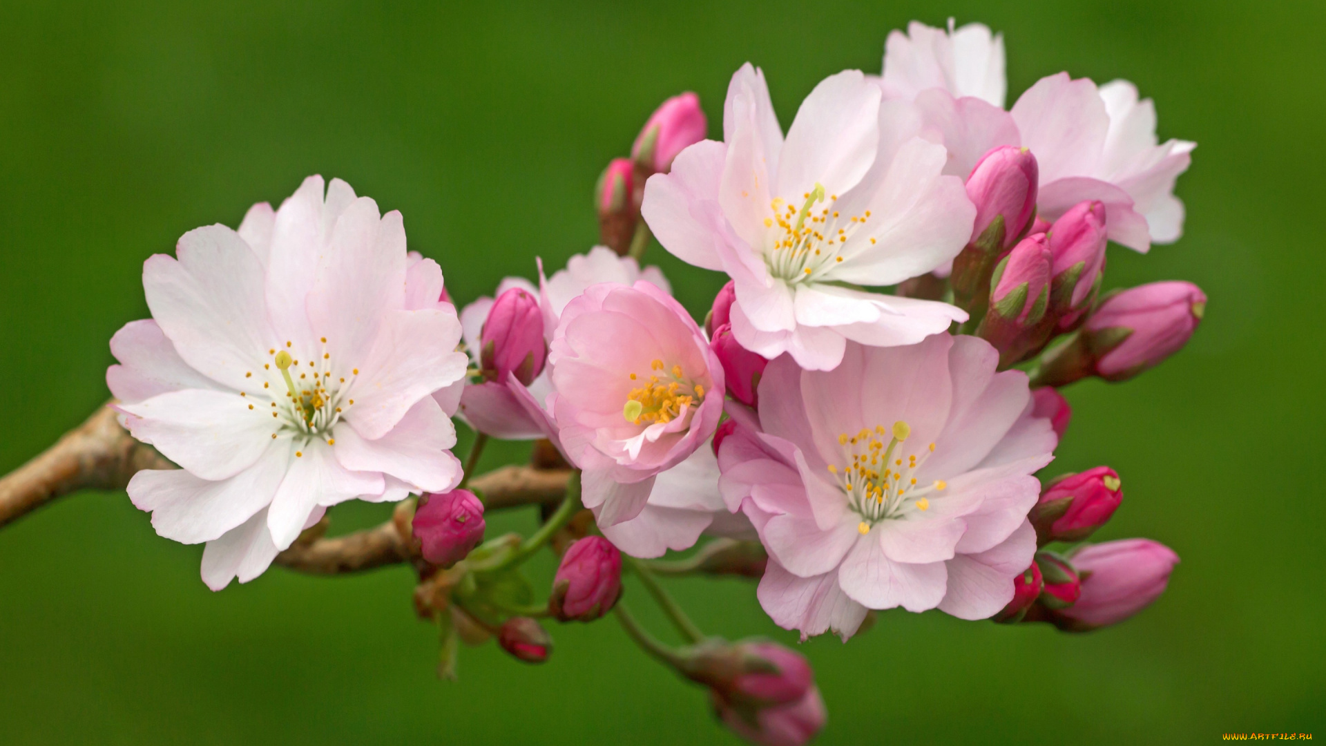 цветы, сакура, , вишня, макро, вишня, фон, весна, бутоны, цветение, цветки, ветка, вишни