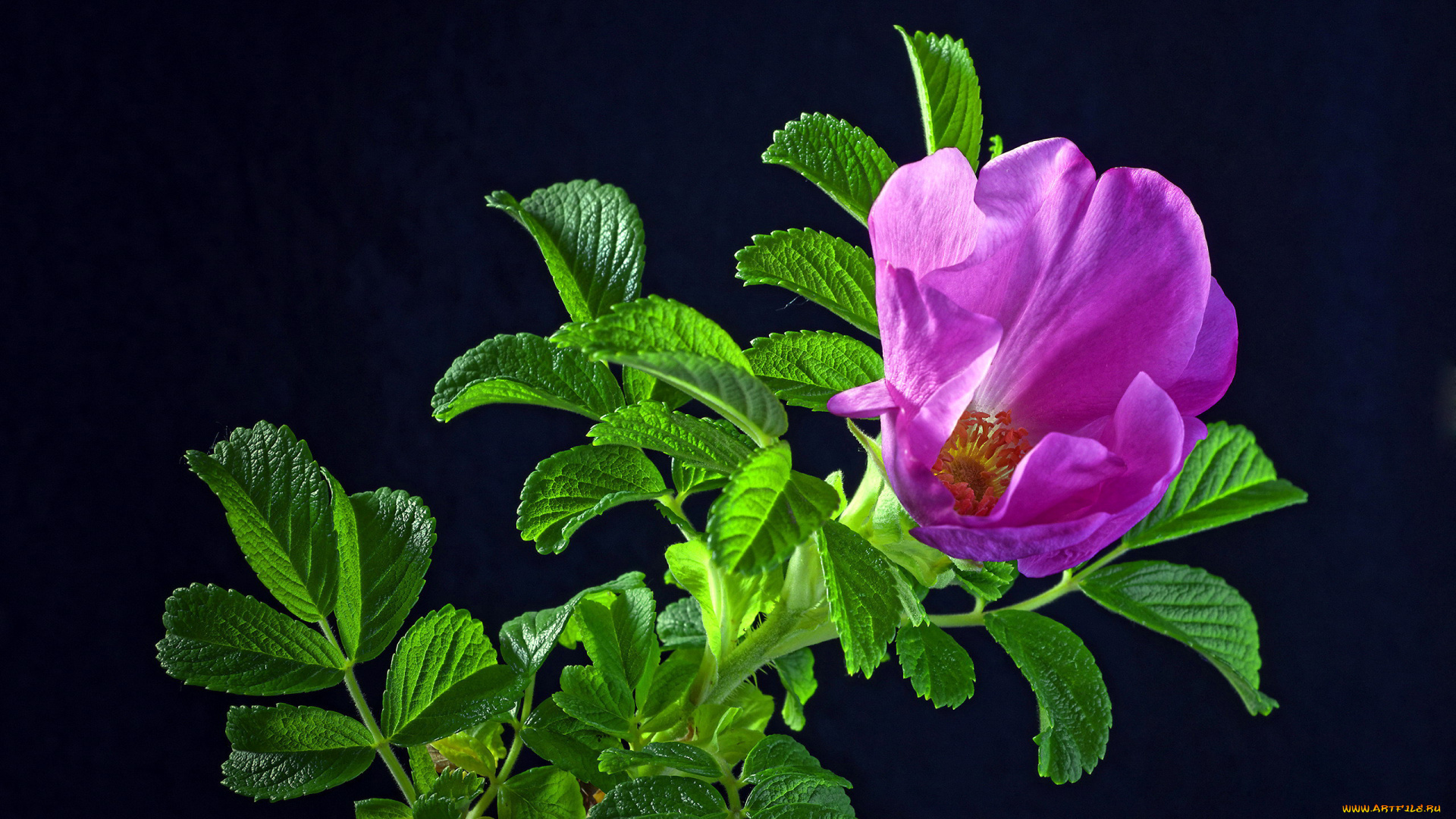 цветы, шиповник, розовый