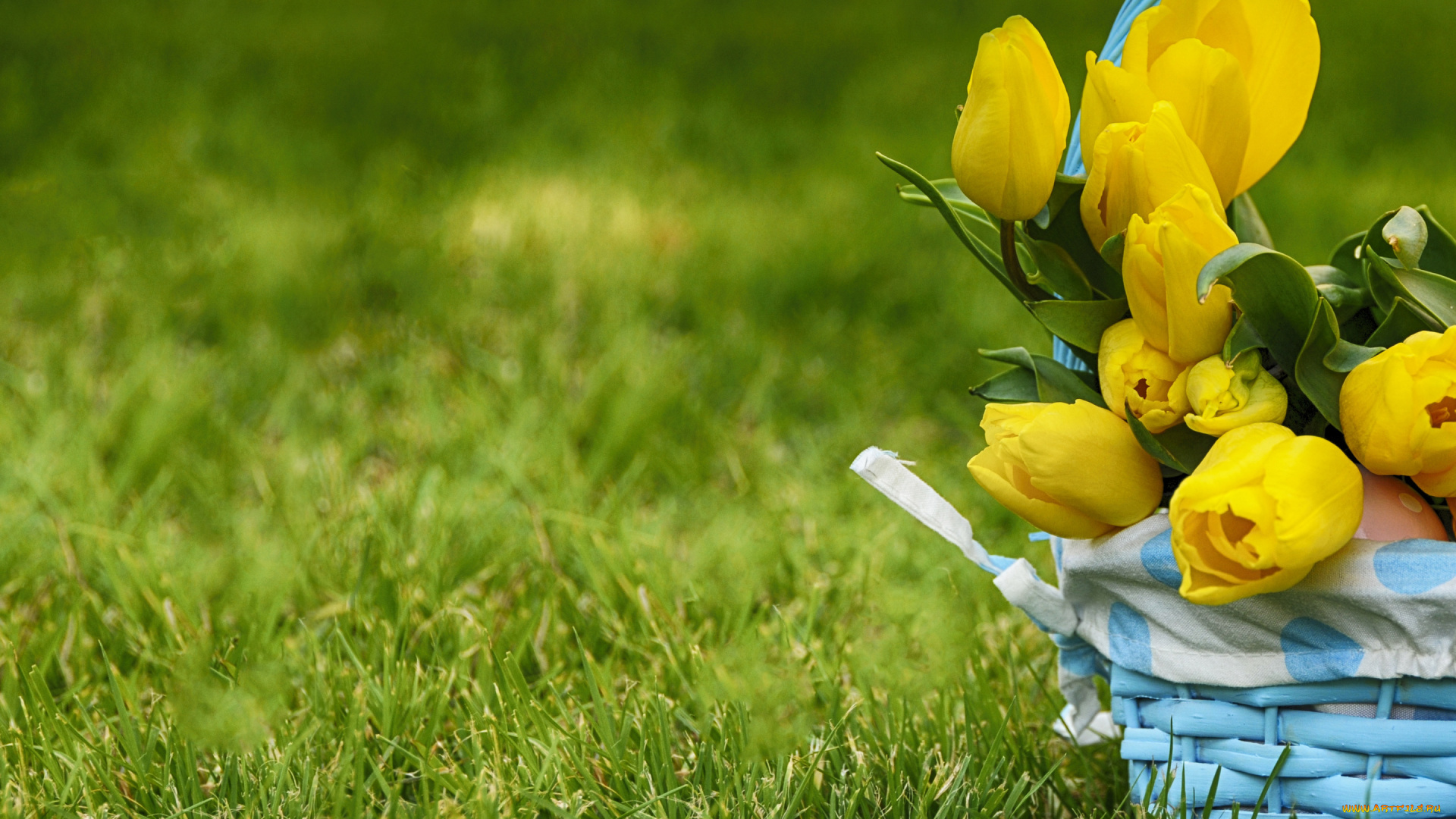 цветы, тюльпаны, трава, природа, корзинка