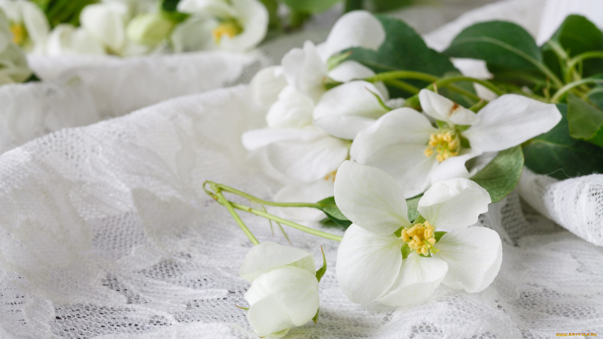цветы, жасмин, листья, весна, ткань