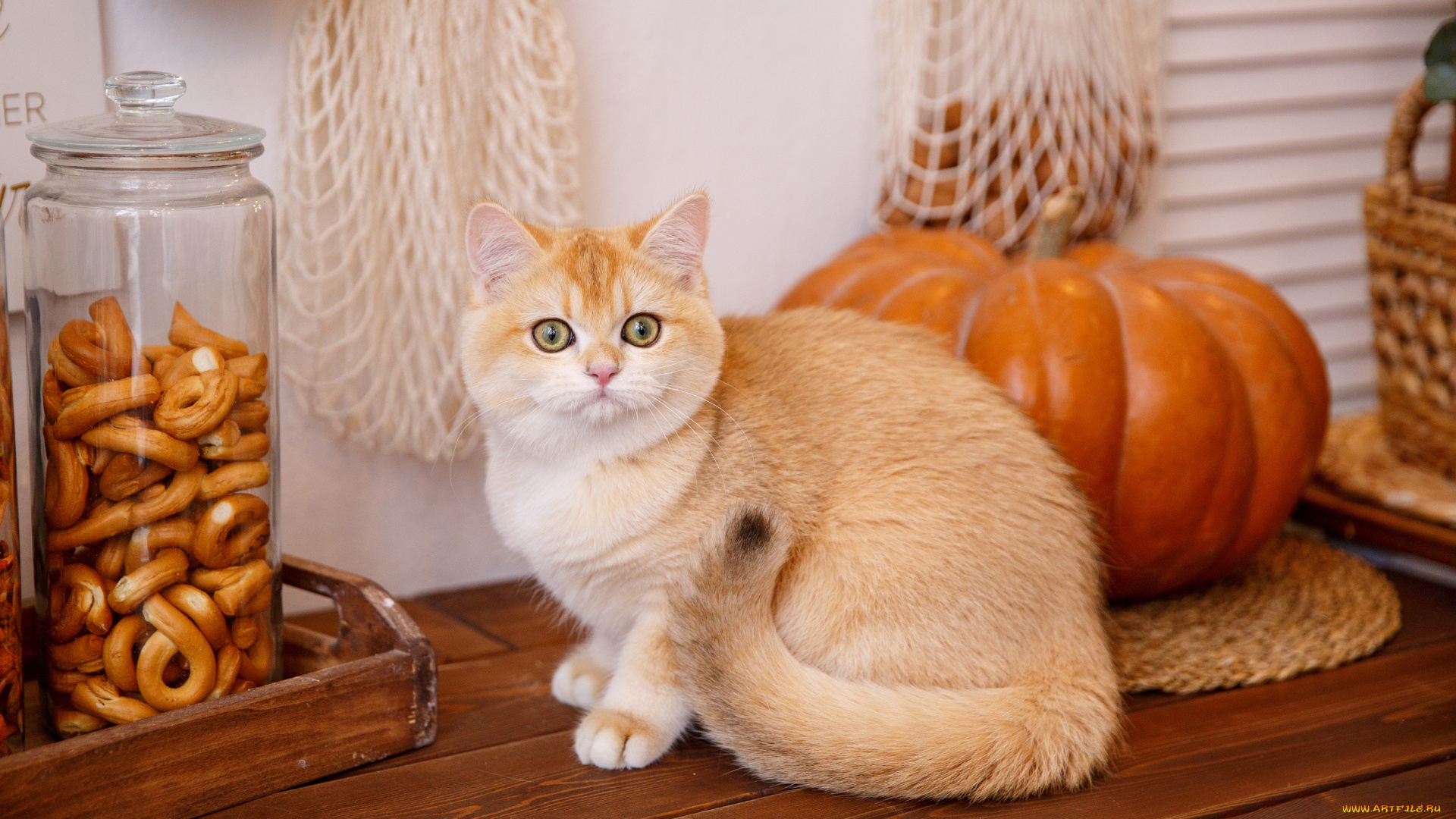 животные, коты, кошка, тыква, сухофрукты