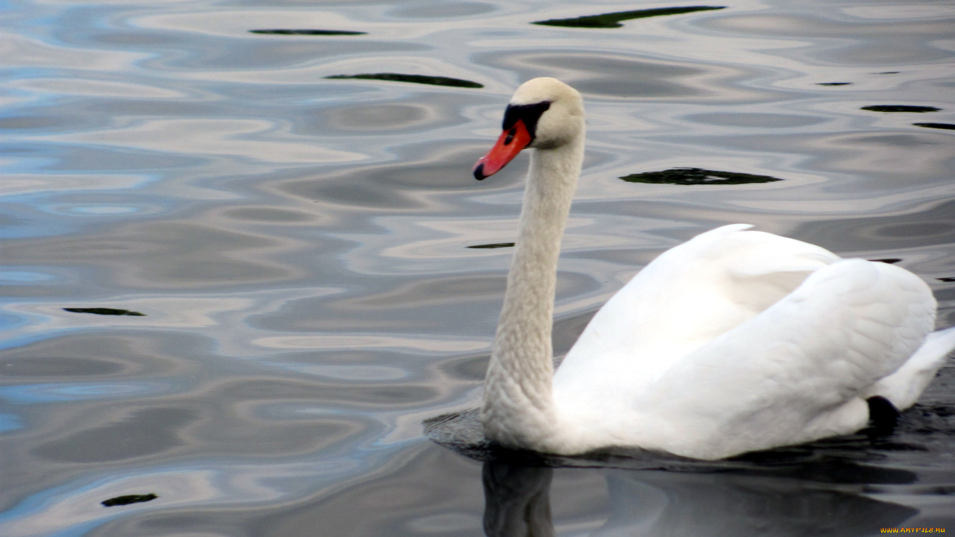 животные, лебеди, белый, лебедь