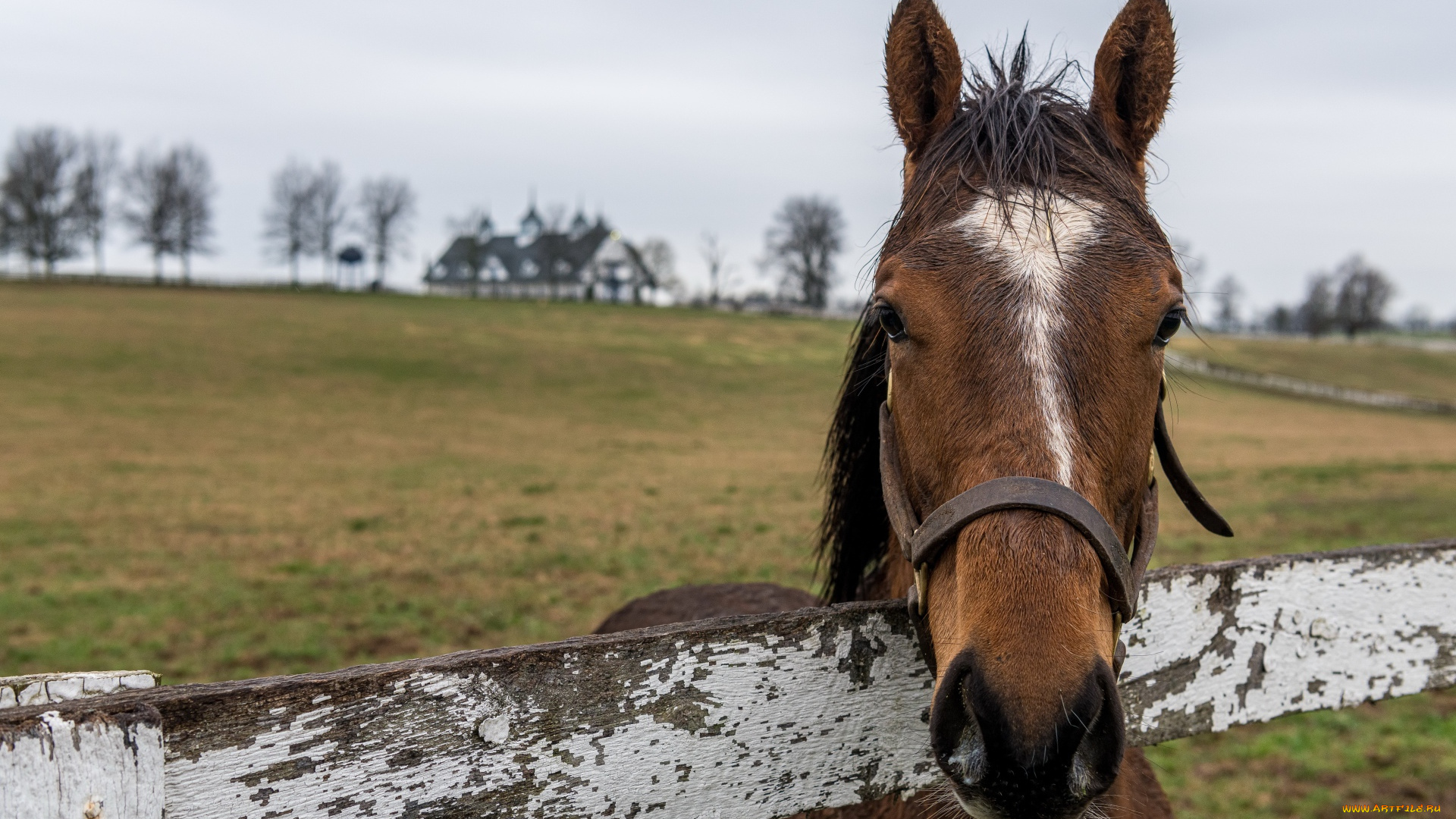 животные, лошади, лошадь, голова, гнедая, изгородь, луг