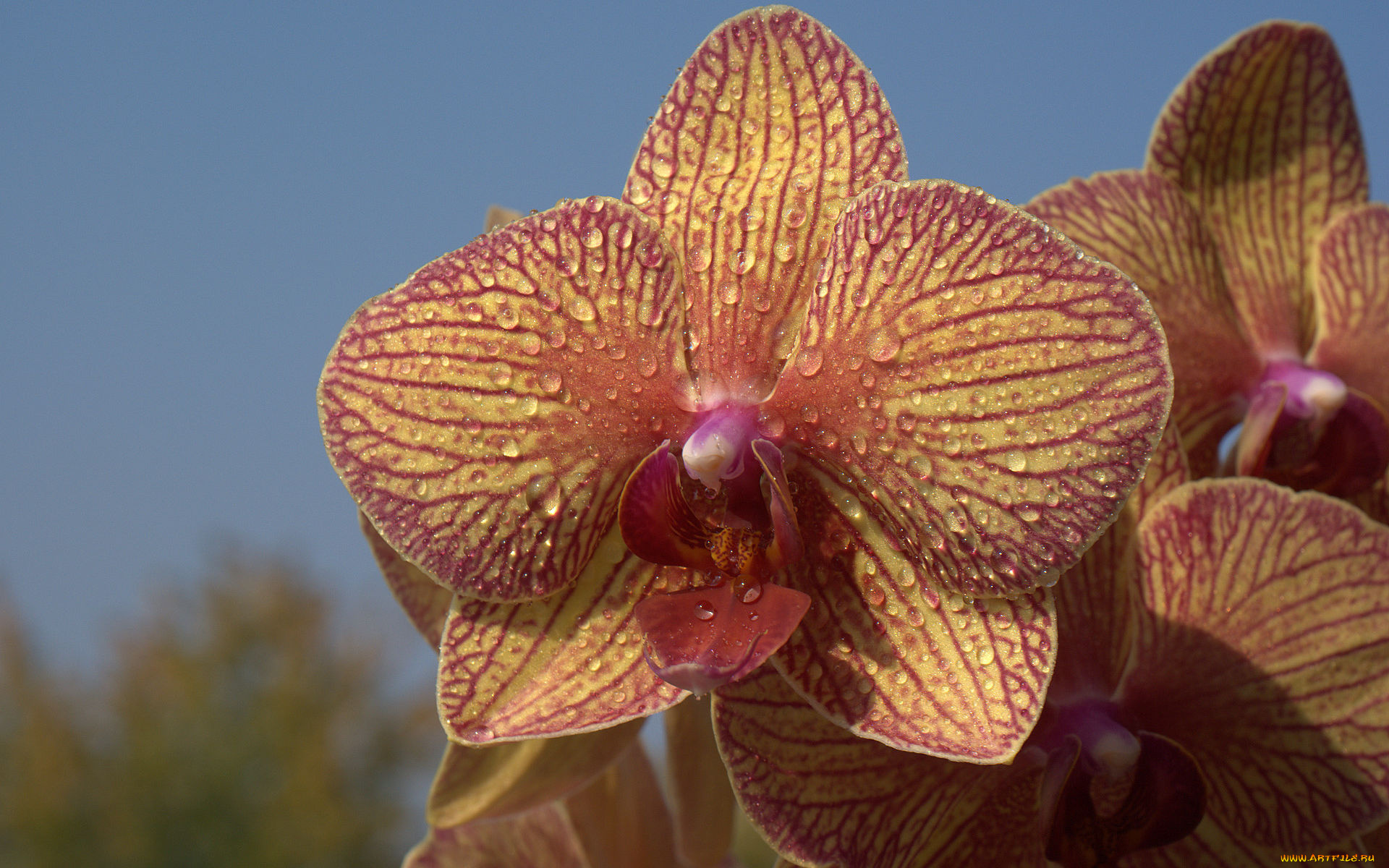 цветы, орхидеи, макро, капли