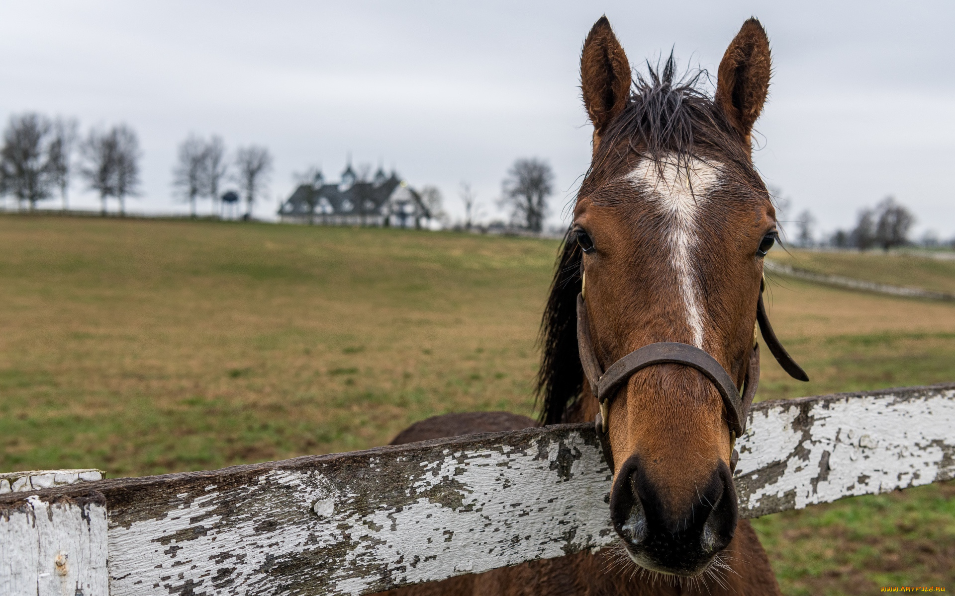 животные, лошади, лошадь, голова, гнедая, изгородь, луг