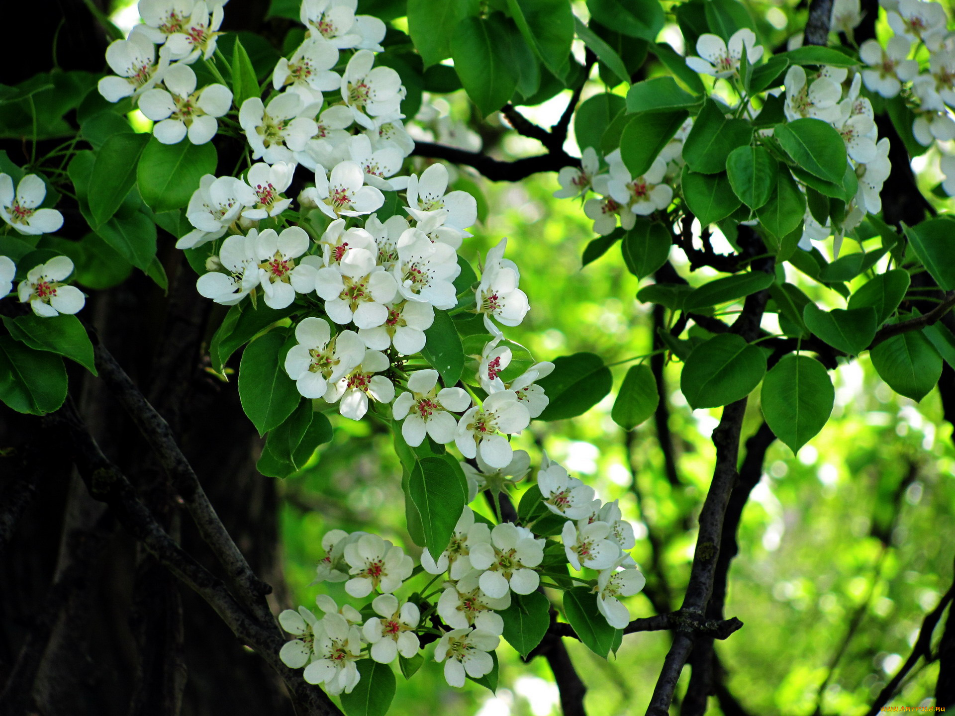 цветы, цветущие, деревья, , , кустарники, груша
