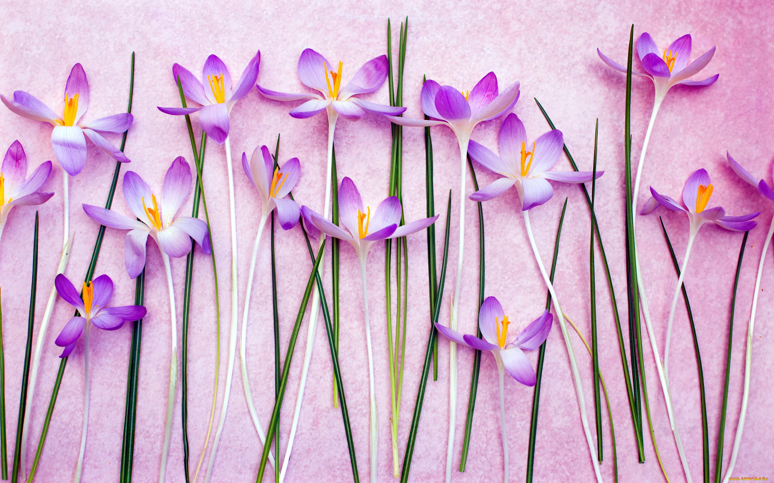 цветы, крокусы, первоцветы