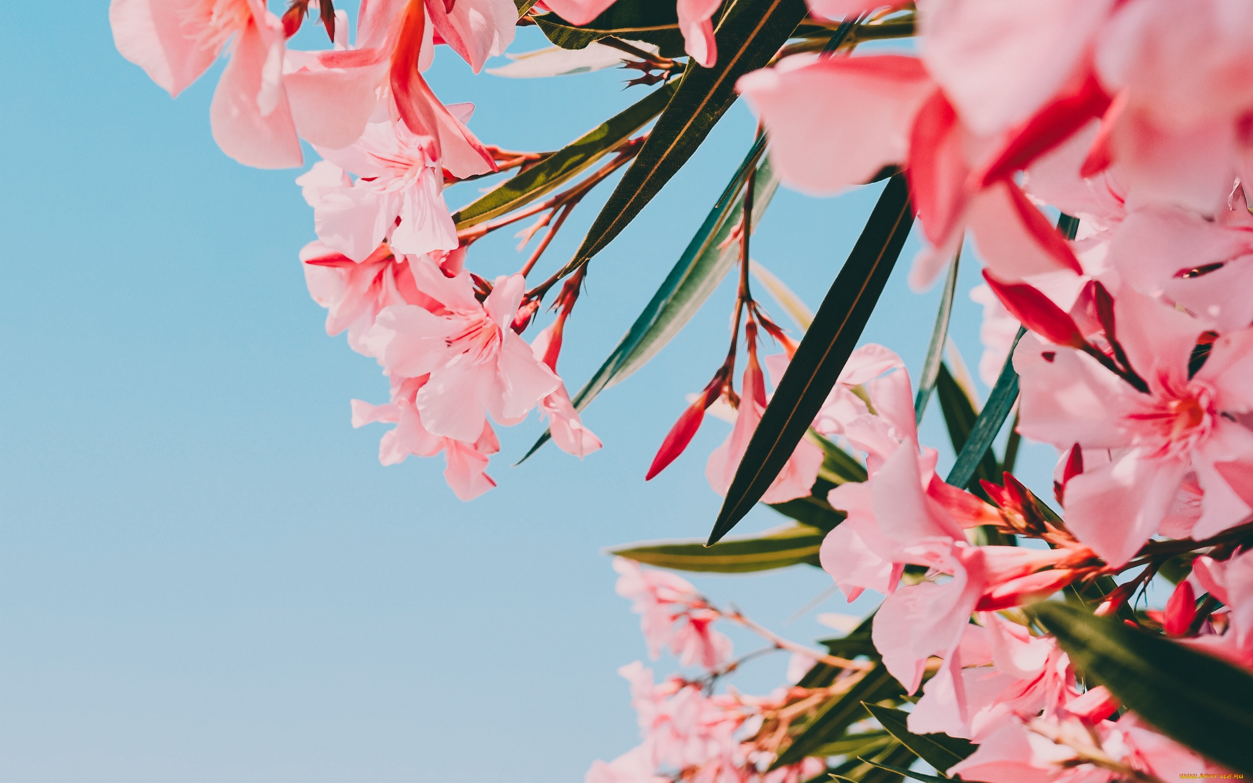 цветы, олеандры, розовый