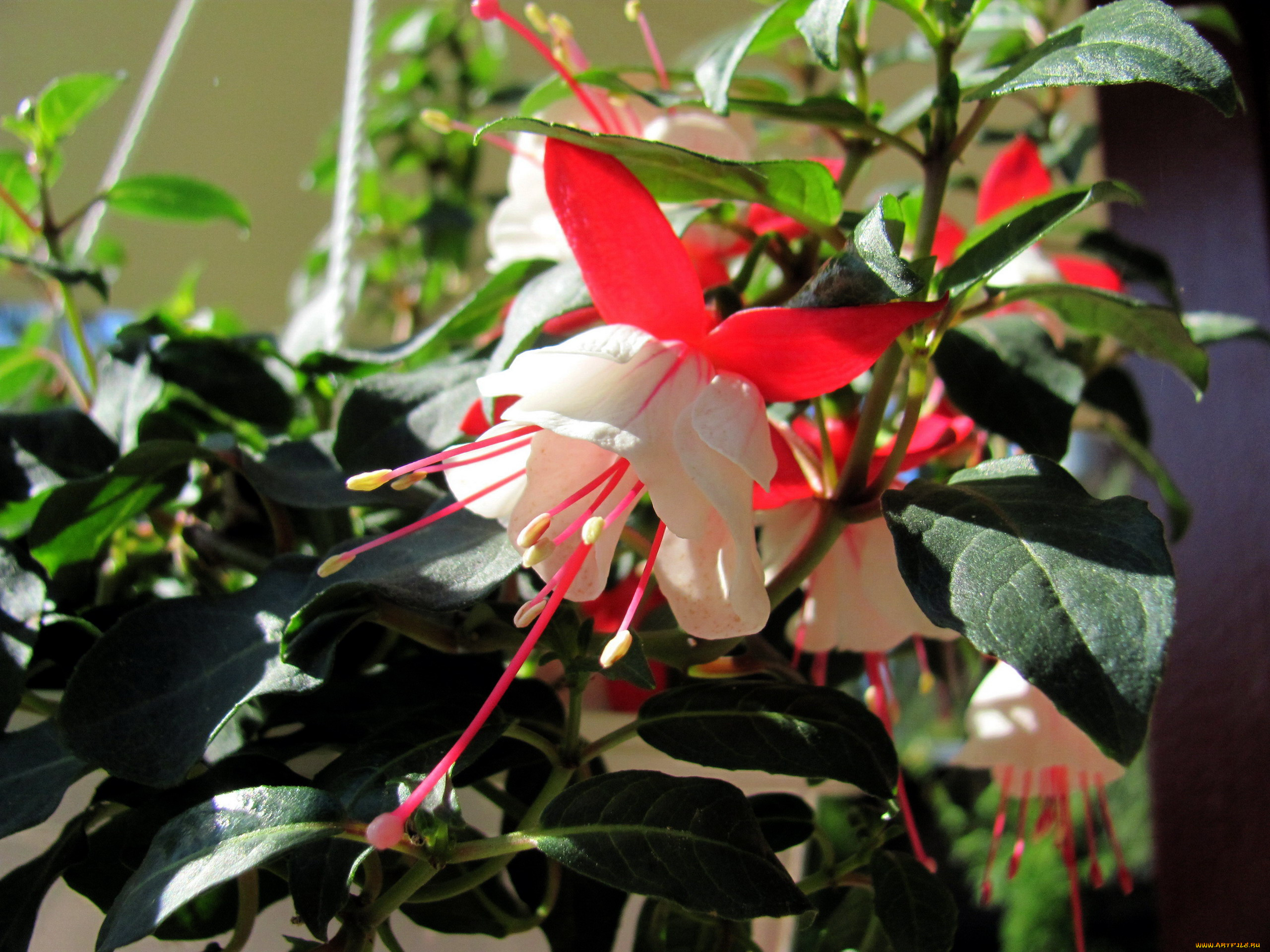 цветы, фуксия, бутон