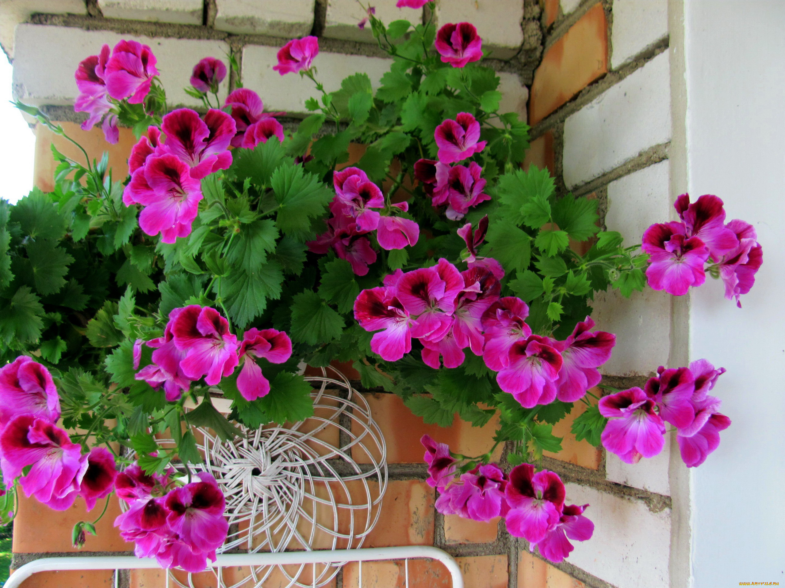 цветы, герань, розовый