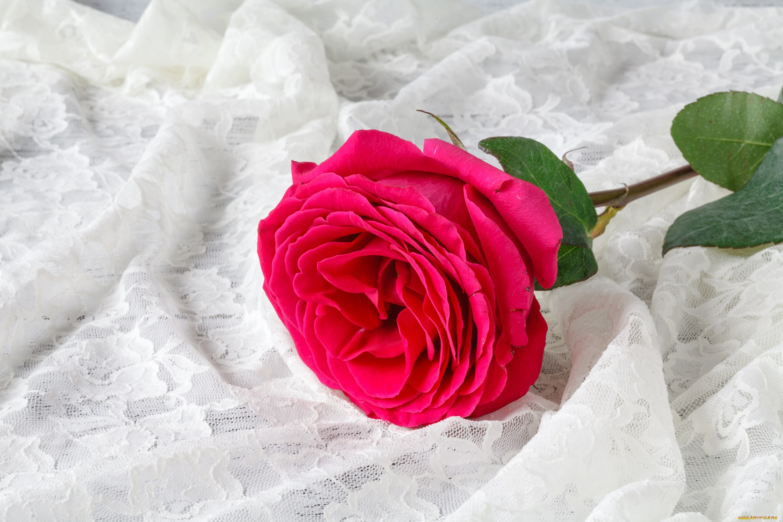 цветы, розы, цветок, фон, роза