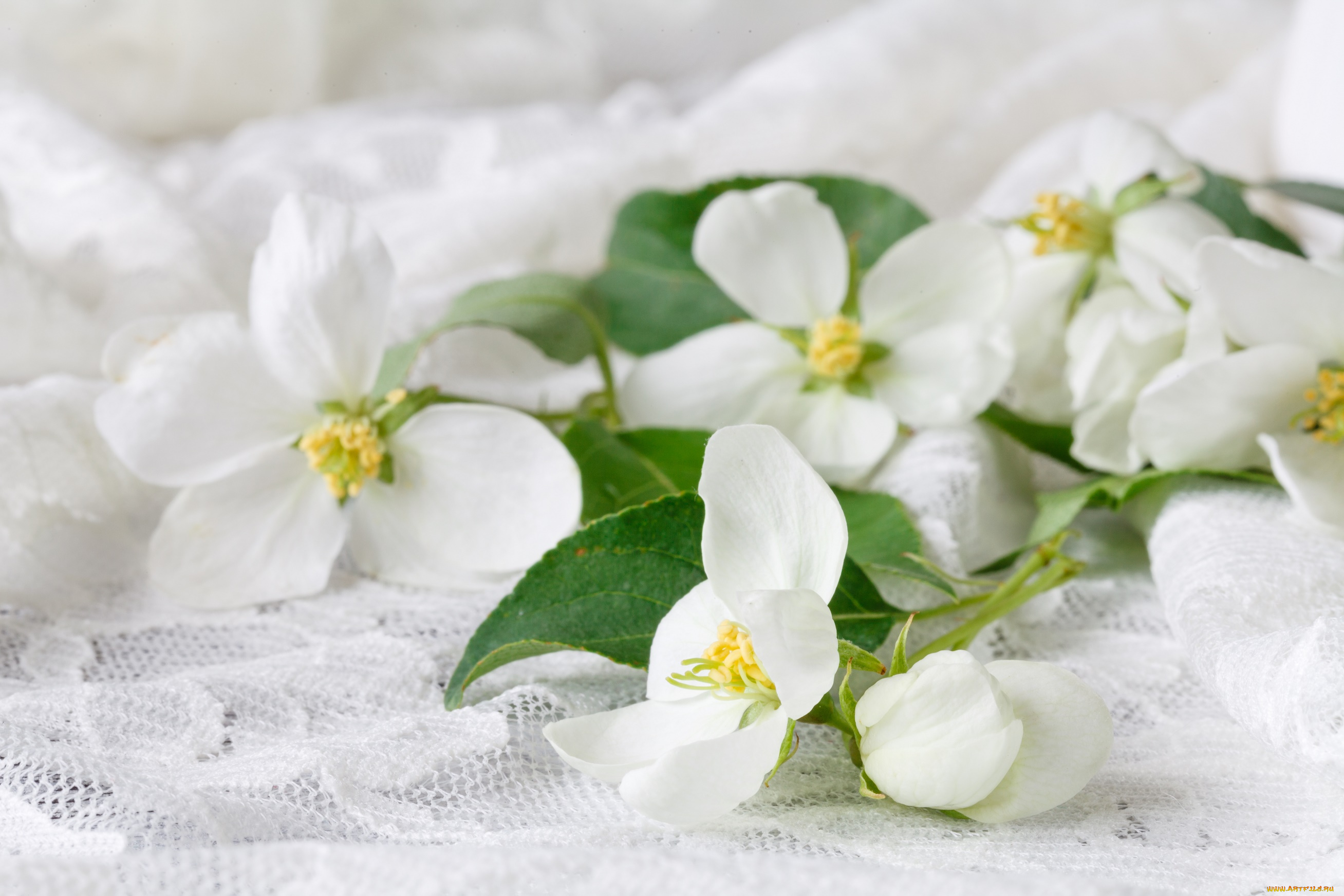 цветы, жасмин, листья, весна, ткань