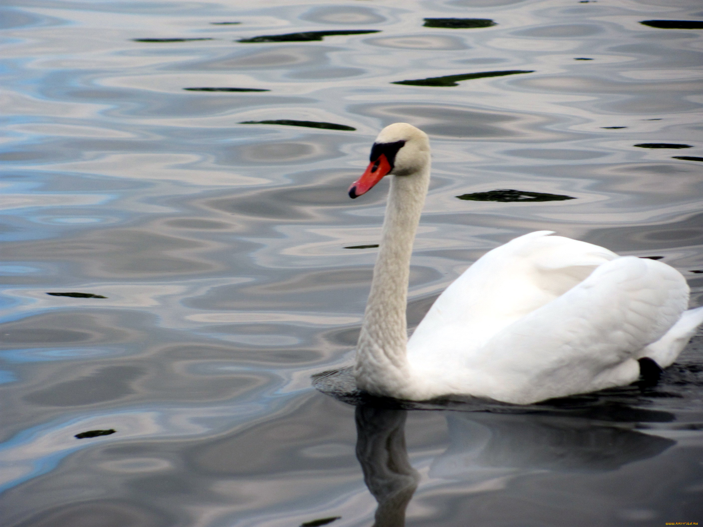 животные, лебеди, белый, лебедь