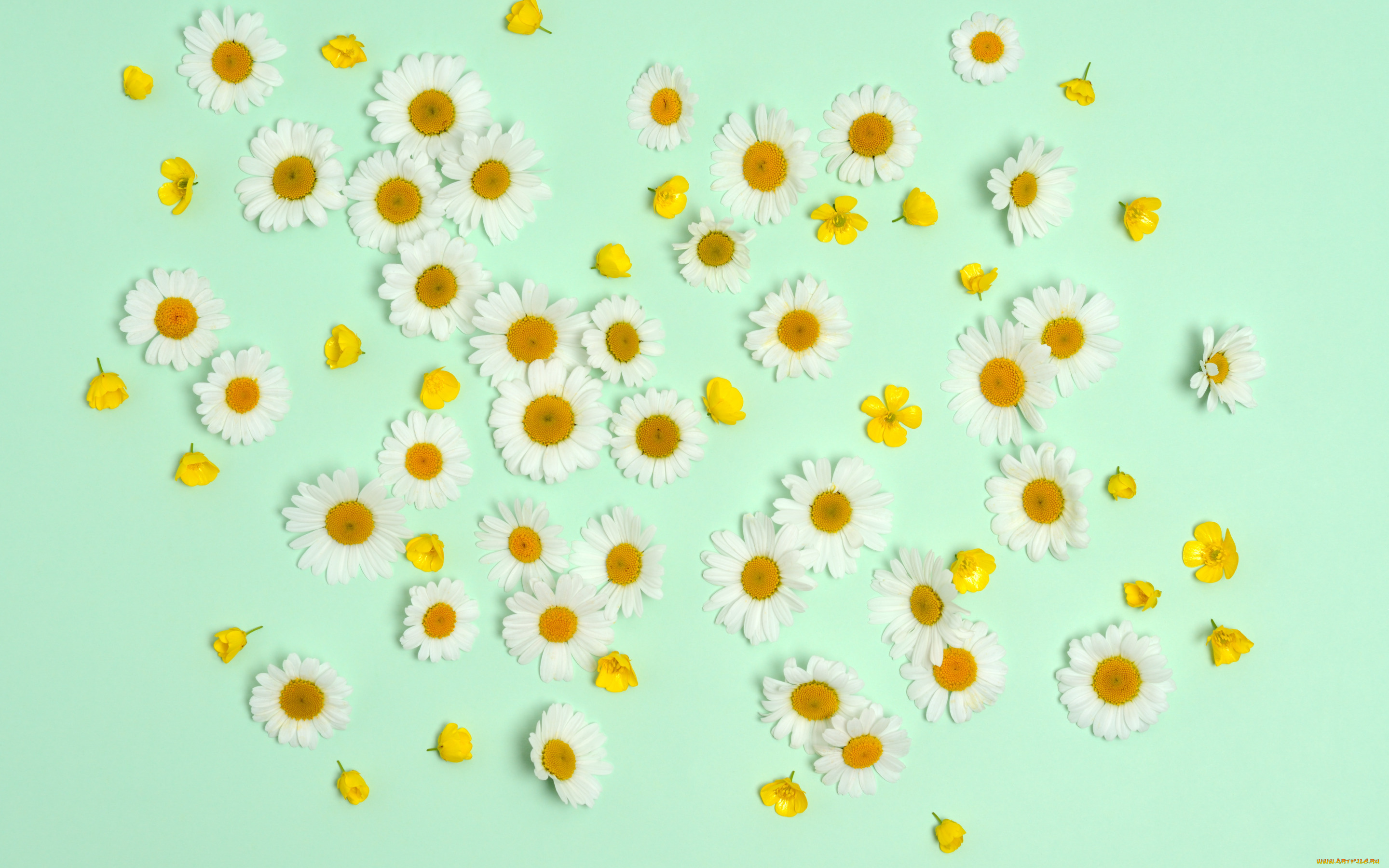 цветы, ромашки, фон, лютики