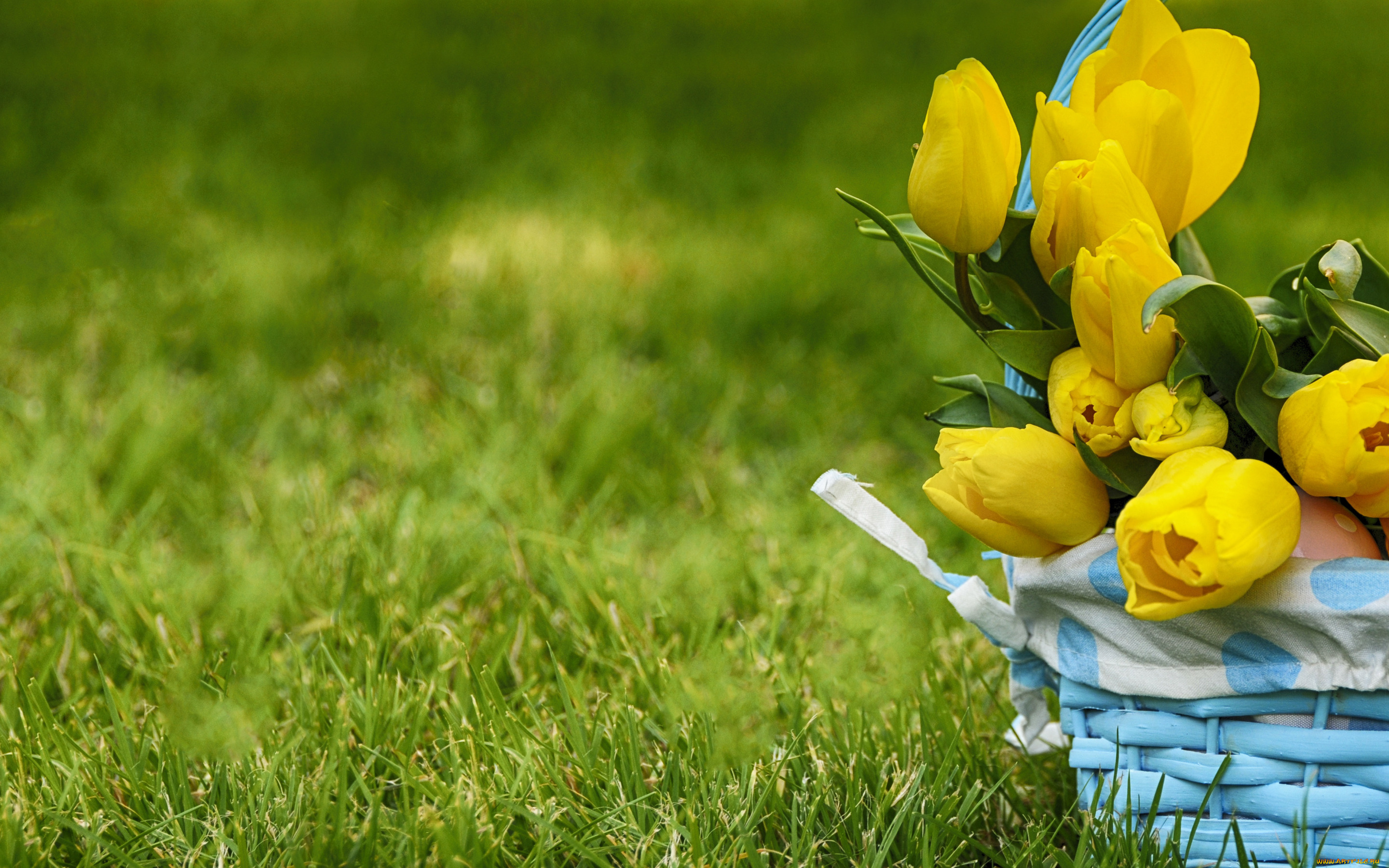 цветы, тюльпаны, трава, природа, корзинка