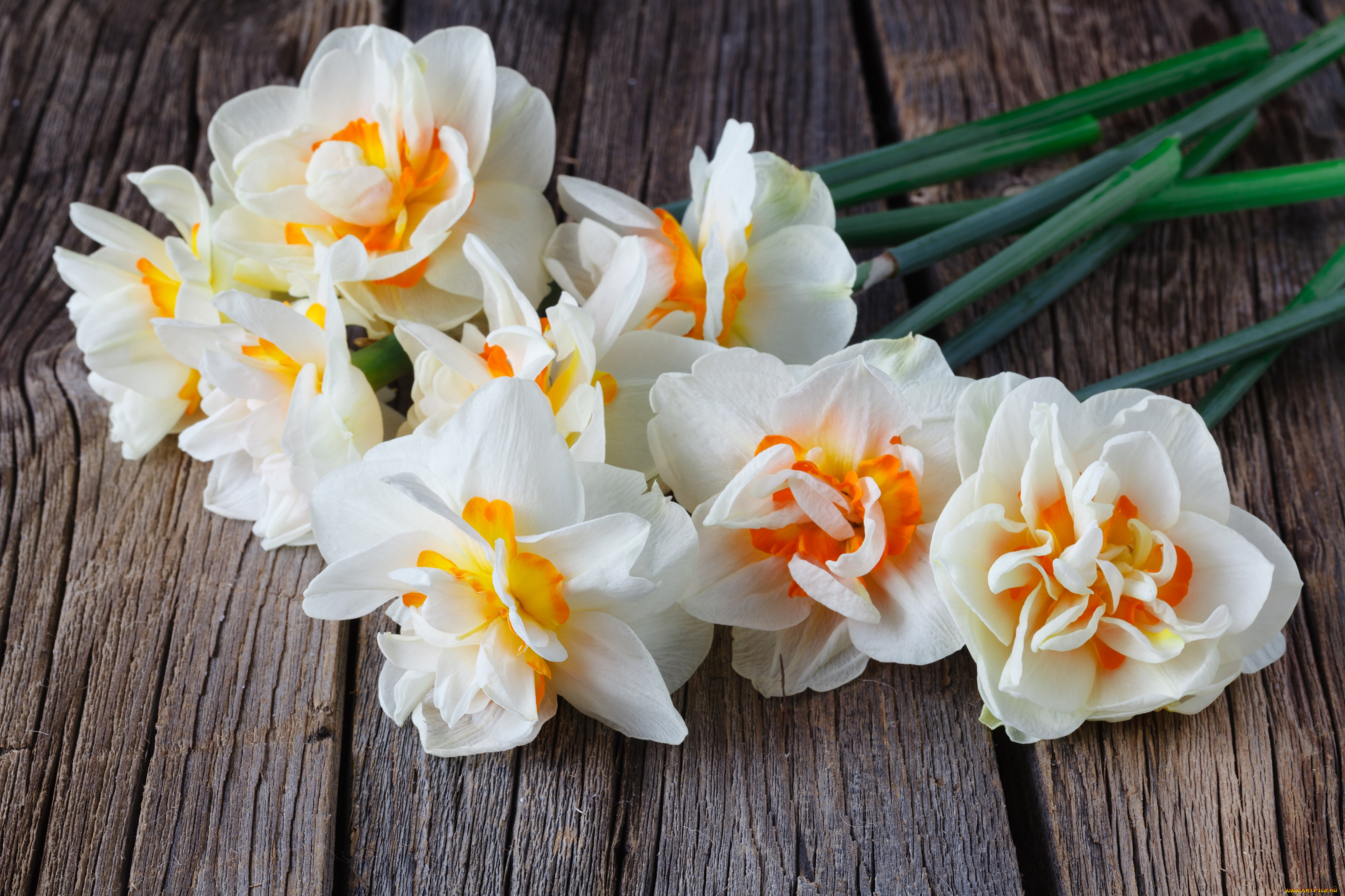 цветы, нарциссы, букет, весна