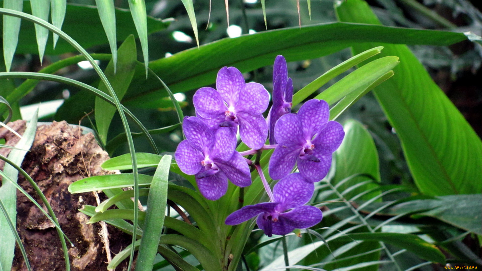 цветы, орхидеи, лиловые