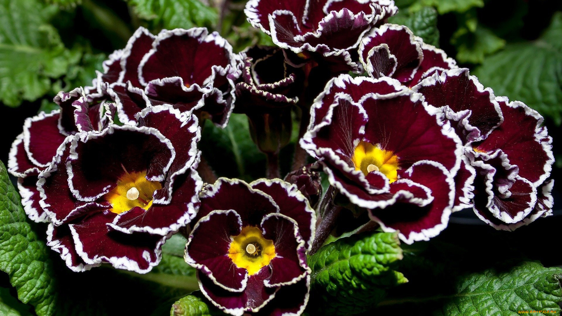 цветы, примулы, оригинальная, примула