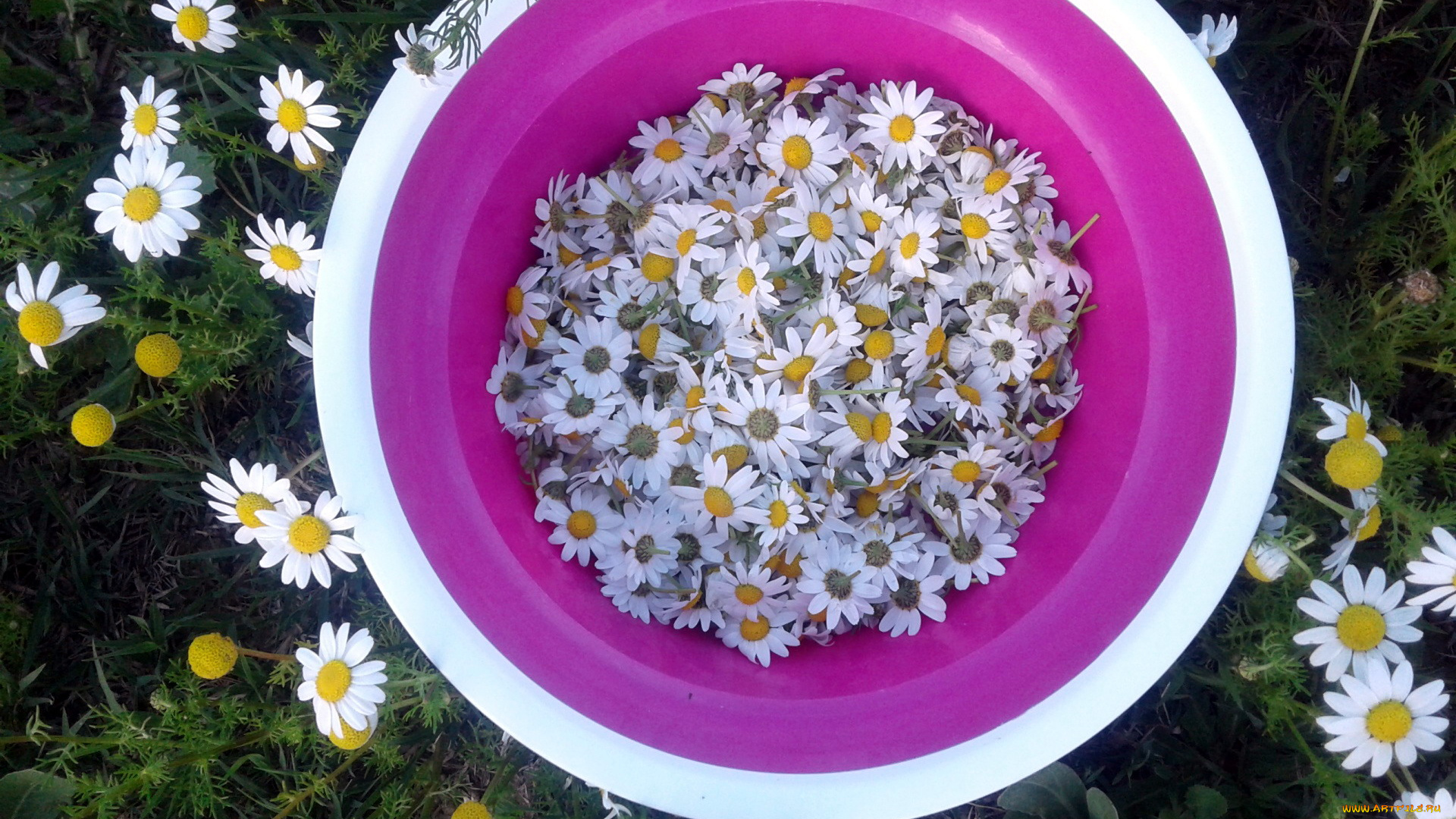 цветы, ромашки, миска, много
