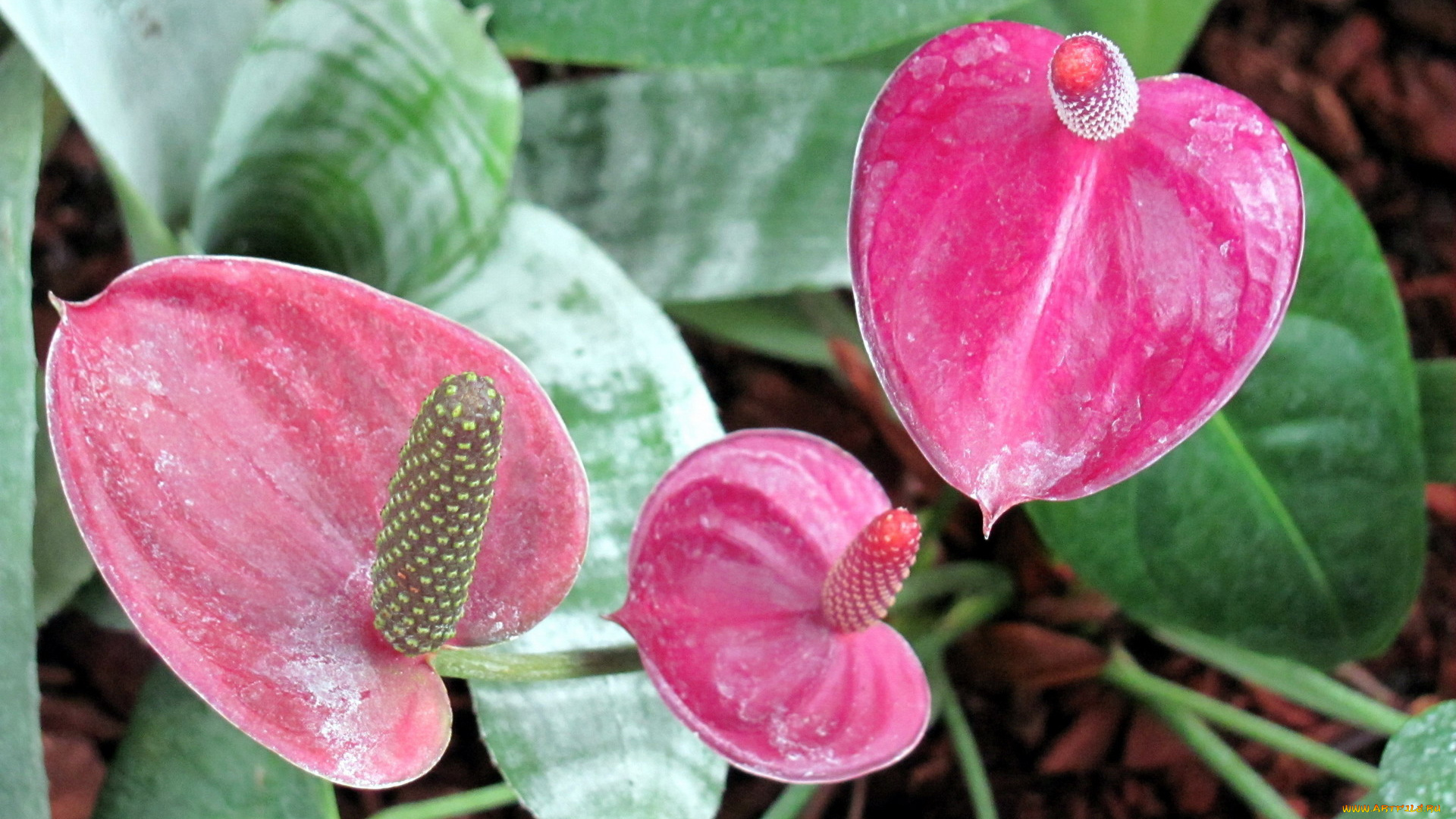 цветы, спатифиллум, розовый