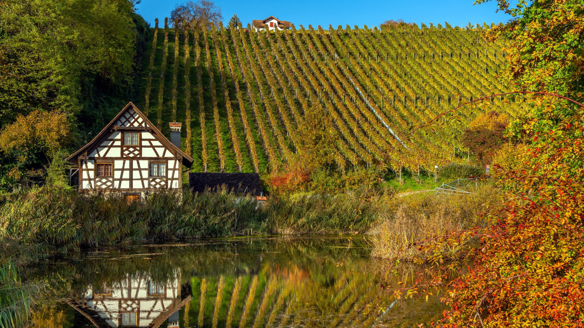 города, -, здания, , дома, пруд, дом, виноградники